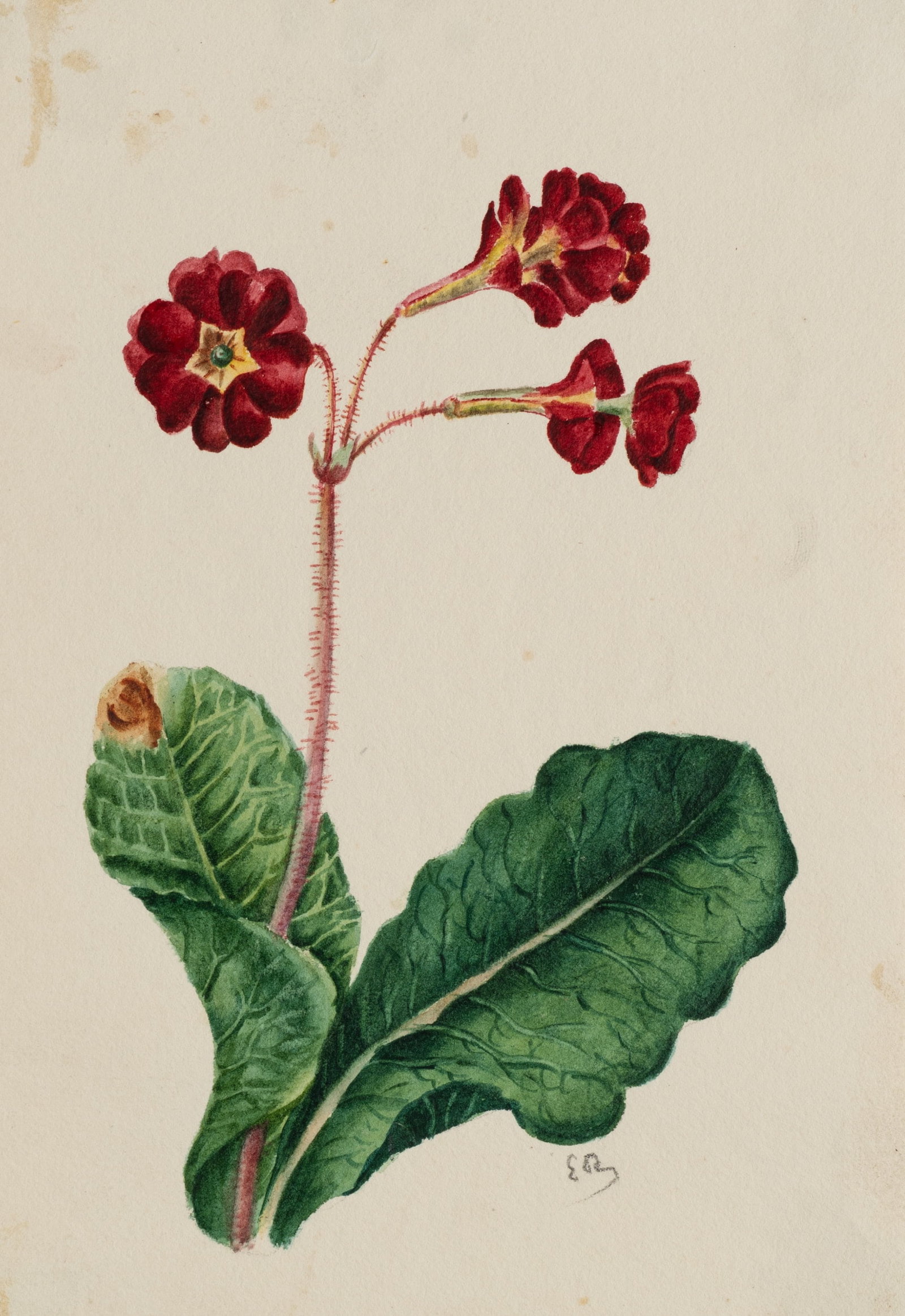 Unknown (19th), Botanical Study of Flowers, Gouache (1 of 5)