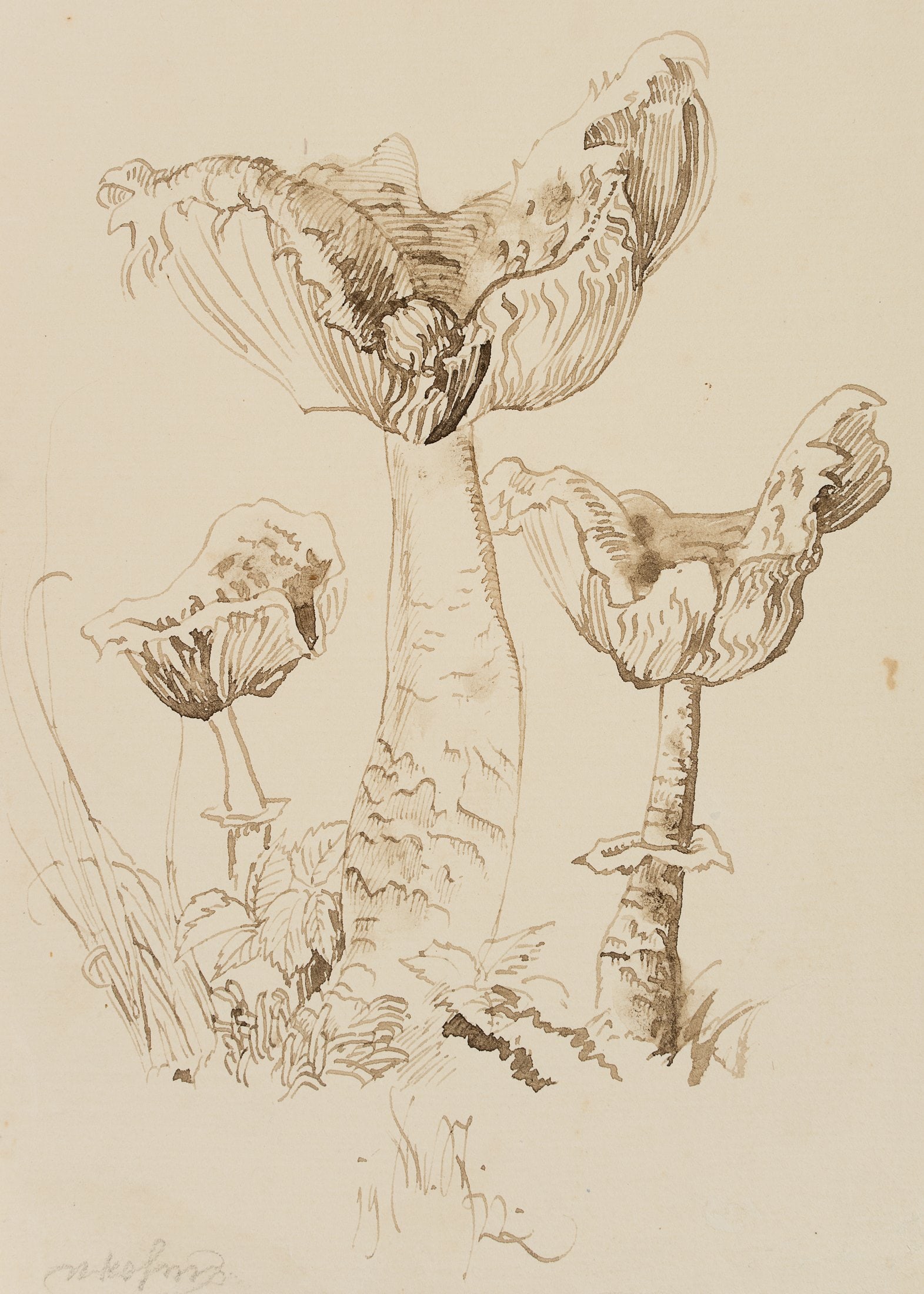 E. STEPPES (1873-1968), Mushroom studies, 1922, Pen drawing: Edmund Steppes (1873 Burghausen - 1968 Deggendorf): Mushroom studies, 1922, Pen drawing Technique: Pen drawing on Paper Inscription: Lower middle signed: "Ed. St.". lower left inscribed by the artist'