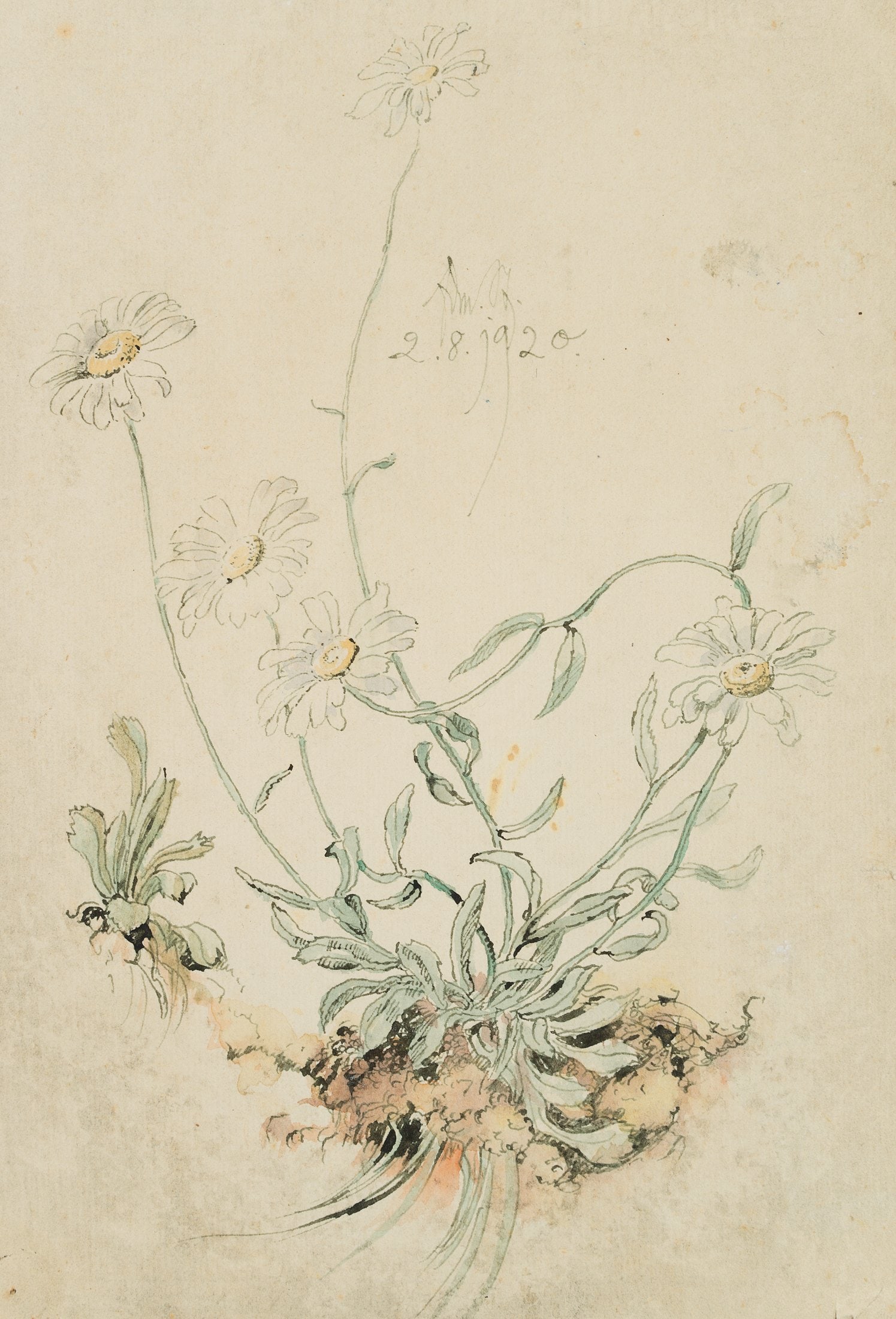E. STEPPES (1873-1968), Wild daisies in bloom, 1920, Pen drawing (1 of 4)
