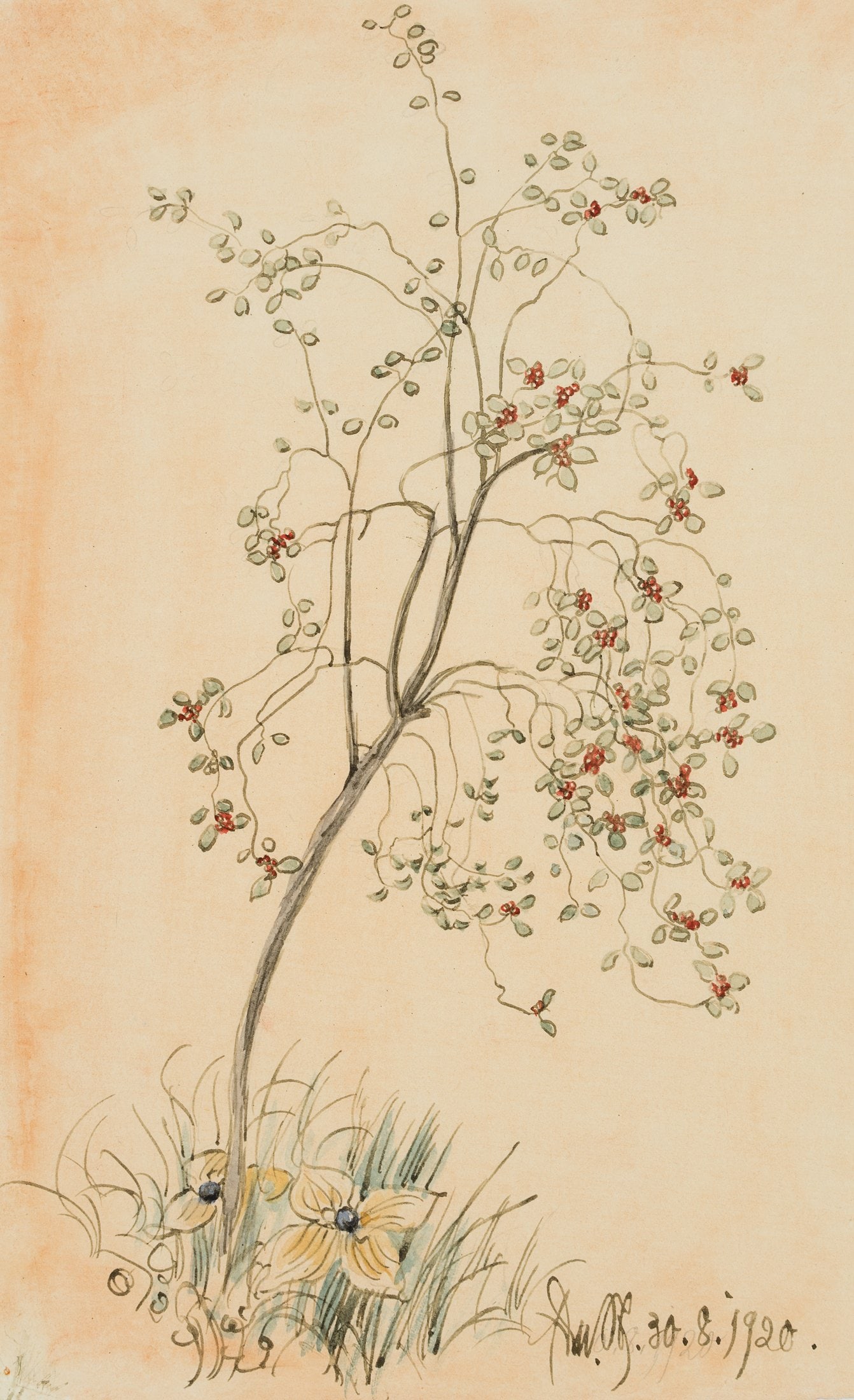 E. STEPPES (1873-1968), Small cock's-foot bush, 1920, Pen drawing (1 of 4)