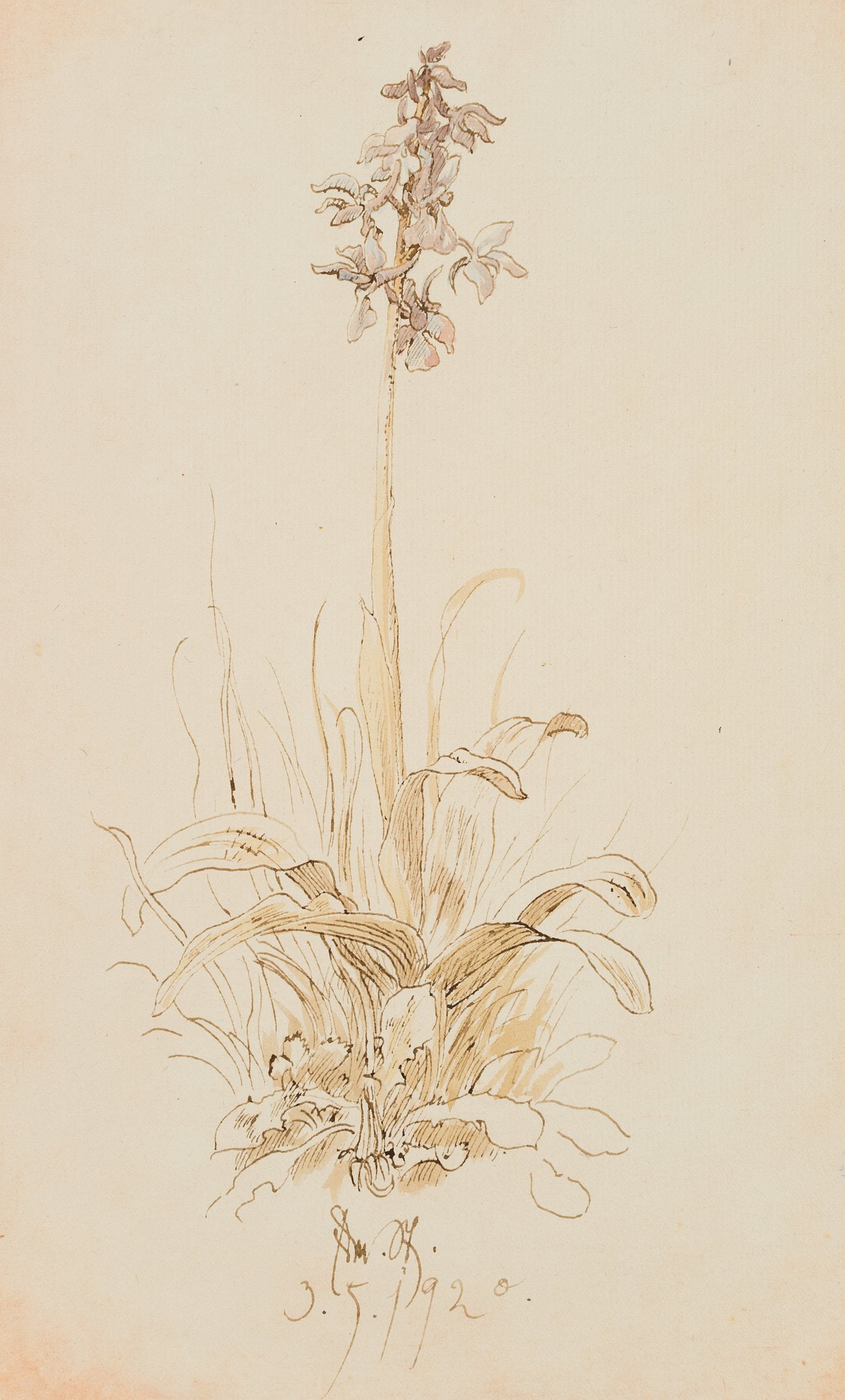 E. STEPPES (1873-1968), A hyacinth in bloom, 1920, Pen drawing (1 of 4)