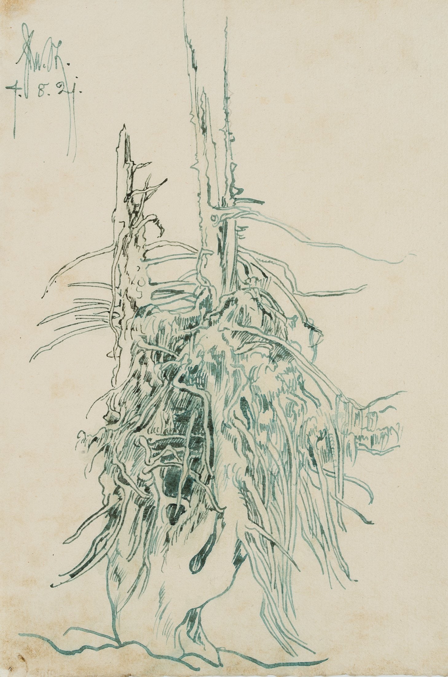 E. STEPPES (1873-1968), Old tree trunk, 1921, Pen drawing: Edmund Steppes (1873 Burghausen - 1968 Deggendorf): Old tree trunk, 1921, Pen drawing Technique: Pen drawing on Paper Inscription: Upper left signed: "Edm. St.". Upper left dated: "4.8.21". Date: 1921