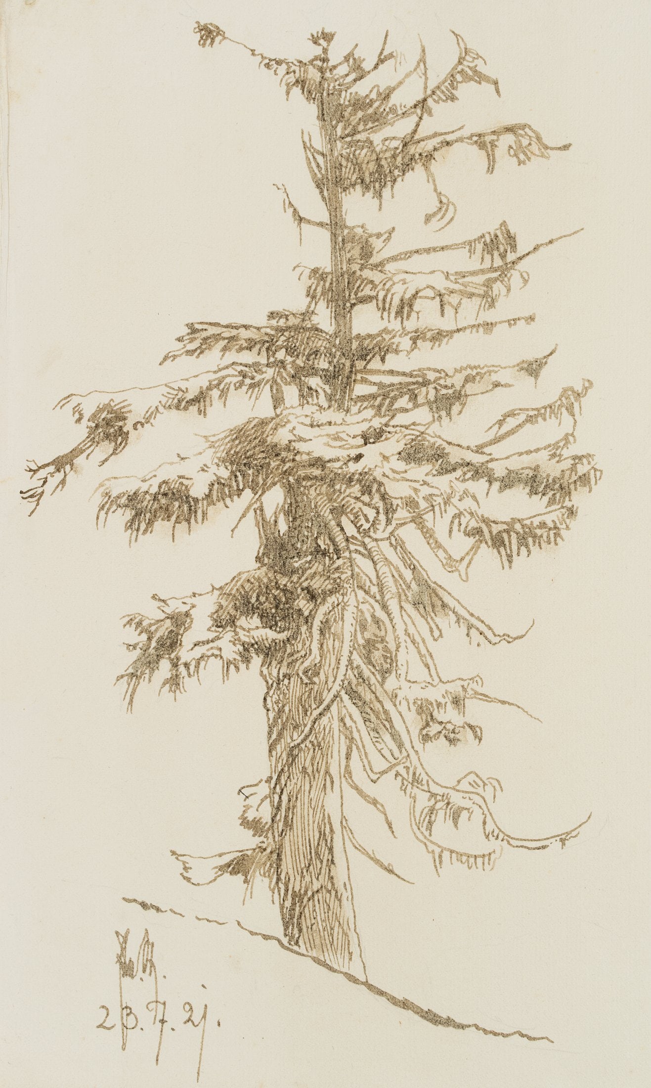 E. STEPPES (1873-1968), An old fir tree on the hillside, 1921, Pen drawing: Edmund Steppes (1873 Burghausen - 1968 Deggendorf): An old fir tree on the hillside, 1921, Pen drawing Technique: Pen drawing on Paper Inscription: lower left signed: "Edm. St.". lower left dated: "23