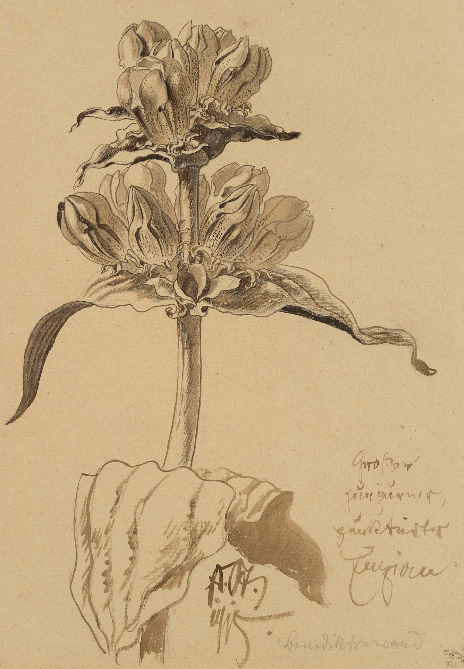 E. STEPPES (1873-1968), Large Purple Gentian, 1915, Pen drawing: Edmund Steppes (1873 Burghausen - 1968 Deggendorf): Large purple gentian, found at Benediktenwand, 1915, Pen drawing Technique: Washed Pen drawing on Paper Inscription: Lower middle signed: "Ed. St.".