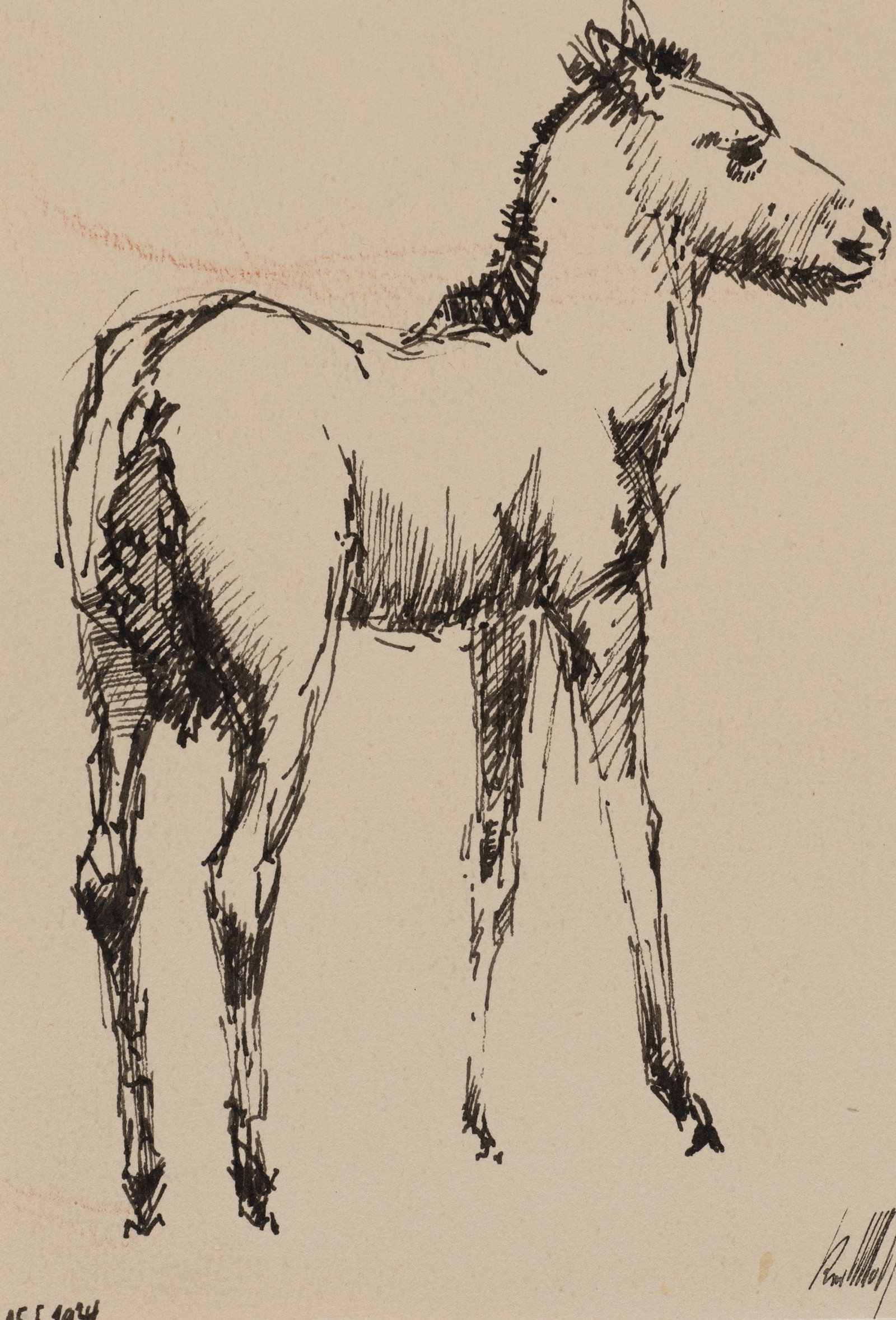 K. WOLF (1901-1993), Young horse, 1934, Pen drawing: Karl Wolf (1901 Munich - 1993 ): Sketch of a young horse in profile, 1934, Pen drawing Technique: Pen drawing on Paper Inscription: Lower right signed: "KarlWolf". lower left dated: "25.5.1934". Date: