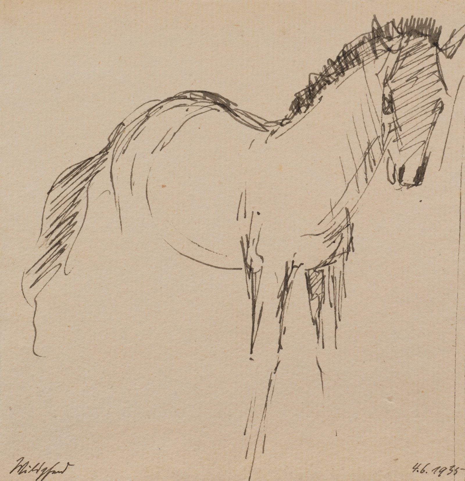 K. WOLF (1901-1993), Horse study, 1935, Pen drawing: Karl Wolf (1901 Munich - 1993 ): Sketch of a horse in profile, 1935, Pen drawing Technique: Pen drawing on Paper Inscription: lower left inscribed by the artist's hand: "Wildpferd". Lower right dated: