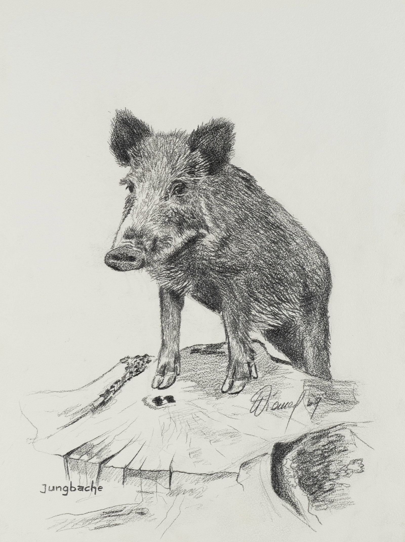 Unknown (20th), Portrait of a wild boar, 1969, Charcoal (1 of 5)