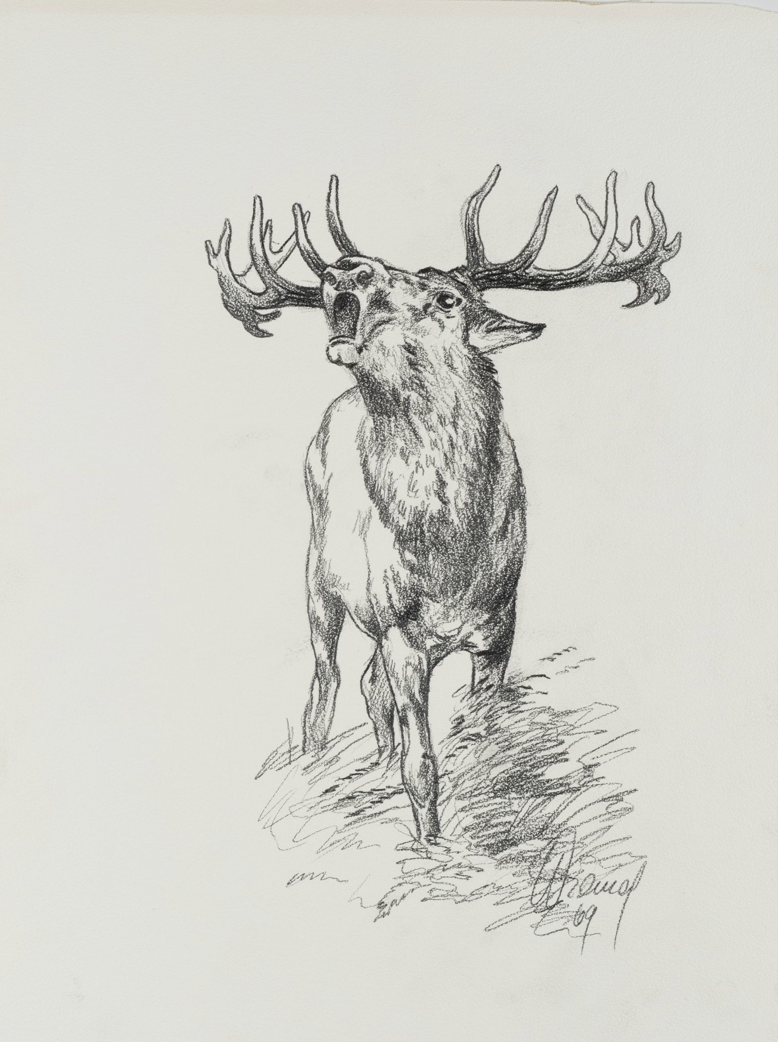 Unknown (20th), Majestic stag, 1969, Charcoal (1 of 5)