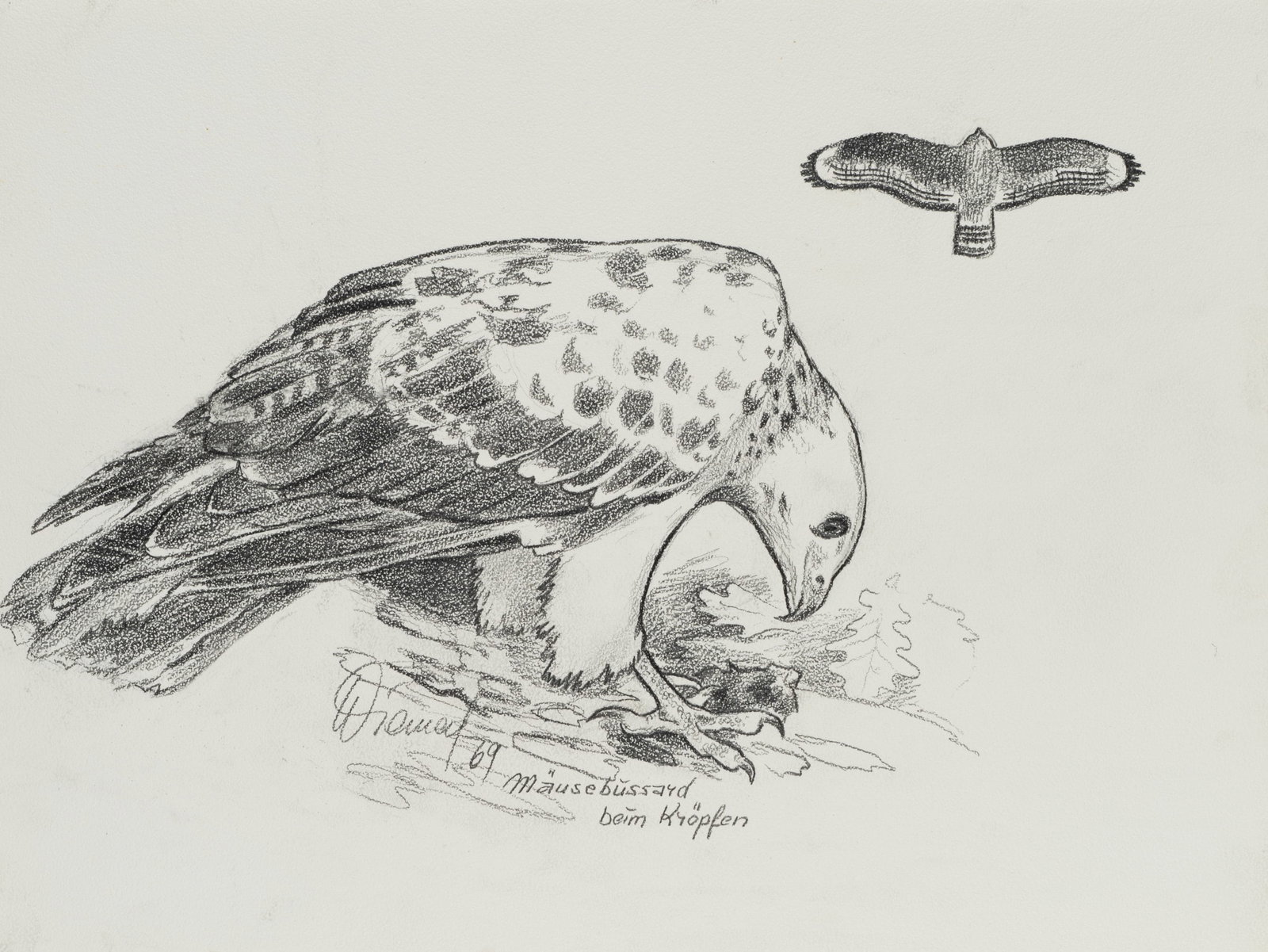 Unknown (20th), A buzzard hunting, 1969, Charcoal: Unknown (20th century): Common buzzard cawing - nature study, 1969, Charcoal Technique: Charcoal on Paper Inscription: Lower middle signed: "DWienaf[?] 69". Lower middle inscribed: "Mäusebussard 
