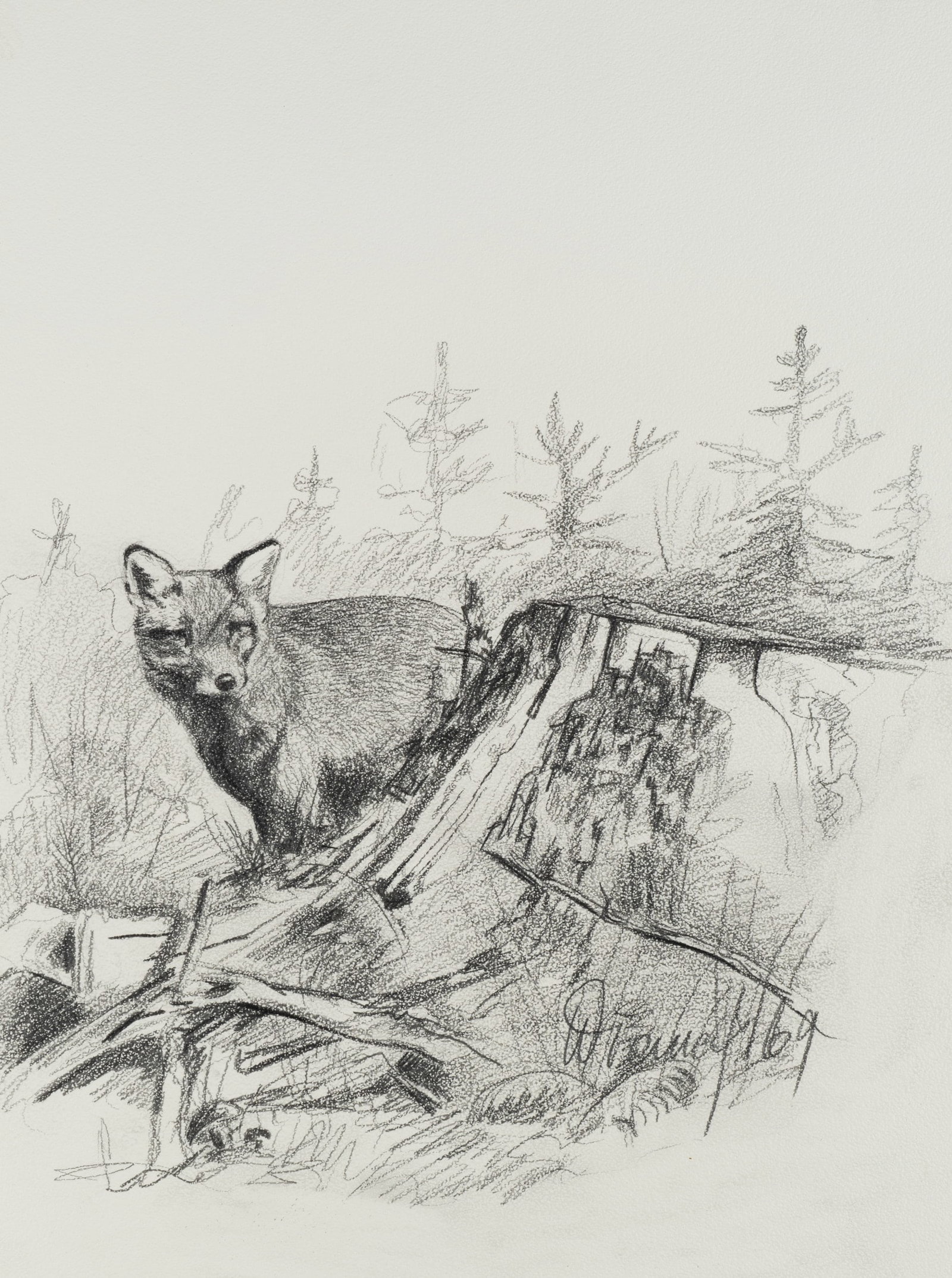Unknown (20th), Fox in the forest, 1969, Charcoal (1 of 5)