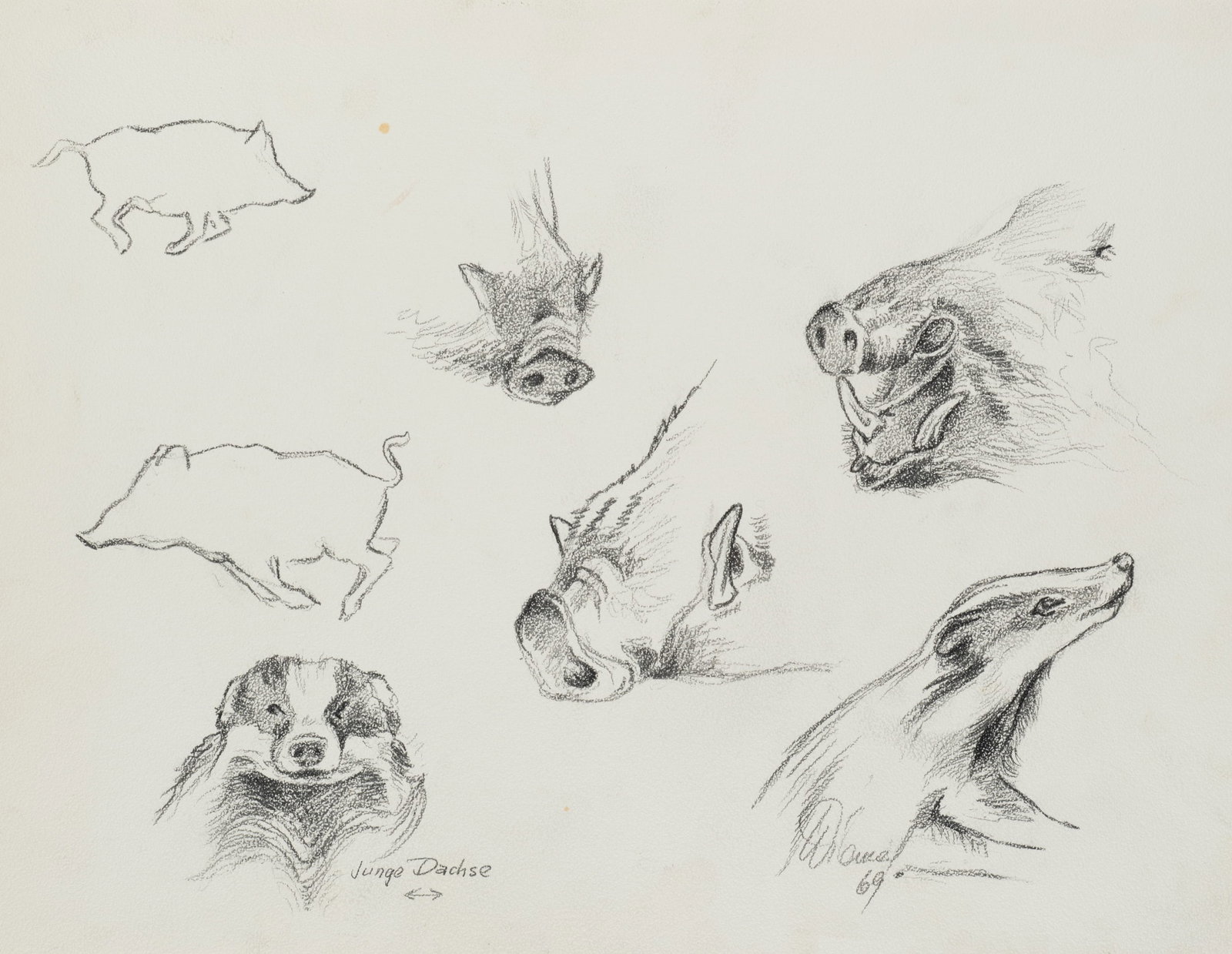 Unknown (20th), Studies of animal portraits, 1969, Charcoal: Unknown (20th century): Detailed studies of wild boar and badgers, 1969, Charcoal Technique: Charcoal on Paper Inscription: Lower right signed: "Wienaß[?] 69". lower left inscribed: "Junge Dachse