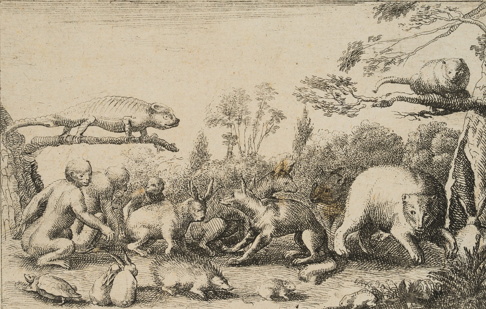 J. MEYER (1655-1712), Native and non-native animals. Zoology, Etching (1 of 8)