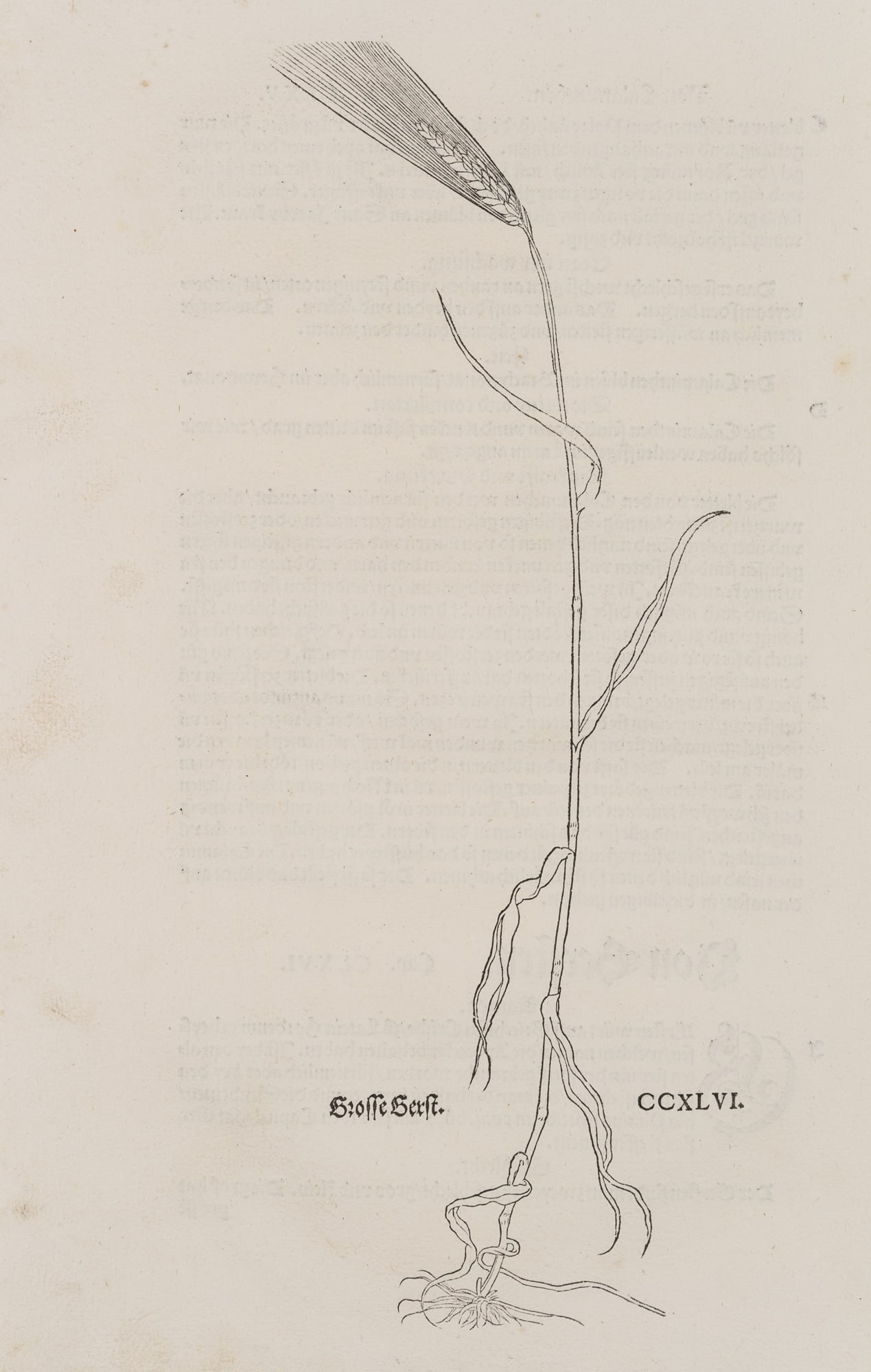 Unknown (17th), Common barley, botanical illustration, around 1700, Etching: Unknown (17th century): Botanical illustration of a 'small barley', from a nature encyclopaedia, c. 1700, Etching Technique: Etching on Paper Date: c. 1700 Description: Inscribed with names, numbered 
