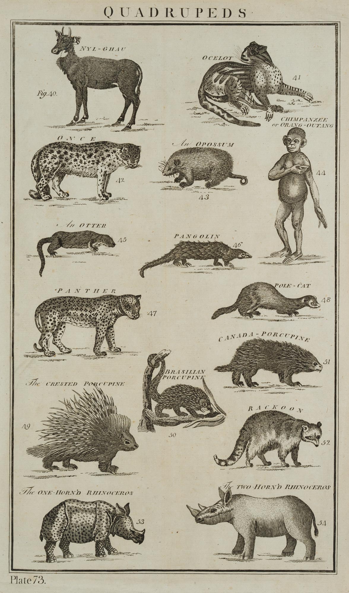 Unknown (18th), Quadrupeds, panthers, chimpanzees, around 1788, Etching: Unknown (18th century): "Quadrupeds", quadrupeds, panther, ocelot, chimpanzee, etc, c. 1788, Etching Technique: Etching on Laid paper Watermark: indeterminate signs: Undeterminable watermark | Date: D