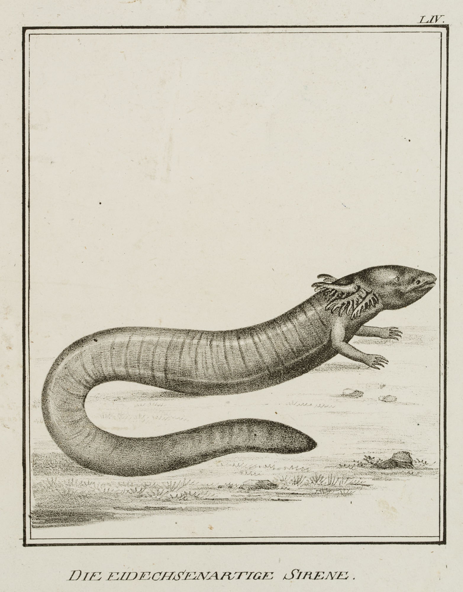 JUNGERMAN (19th), Lizard-like siren, reptiles, Lithography (1 of 4)