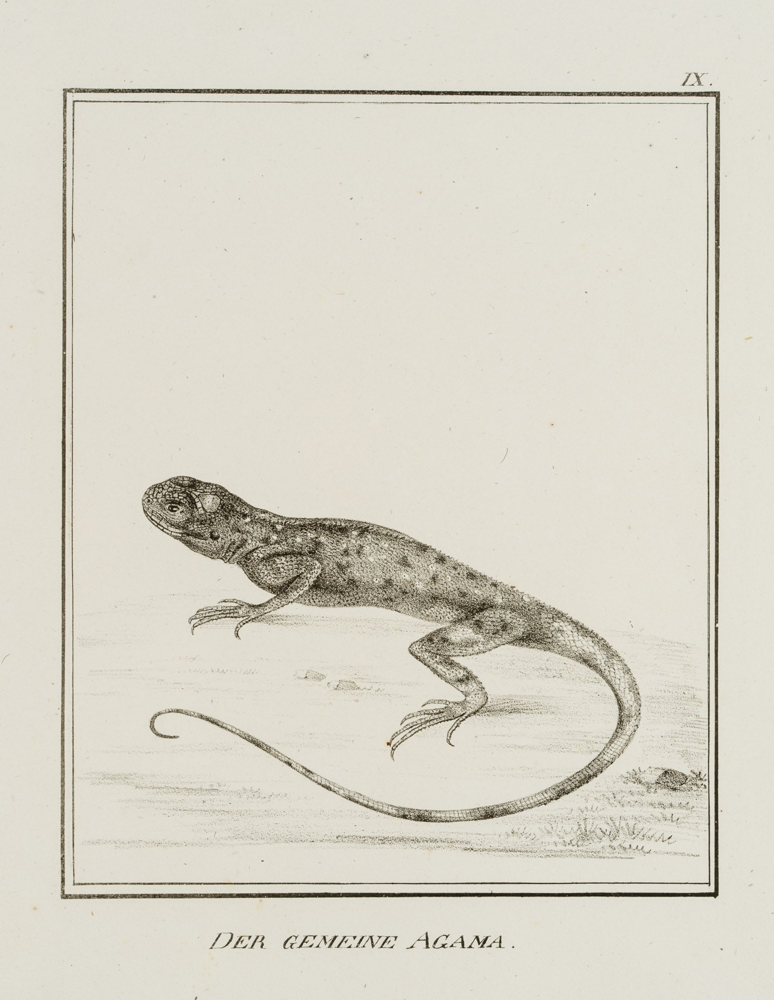 JUNGERMAN (19th), The common agama, or leaf lizard, Lithography (1 of 4)