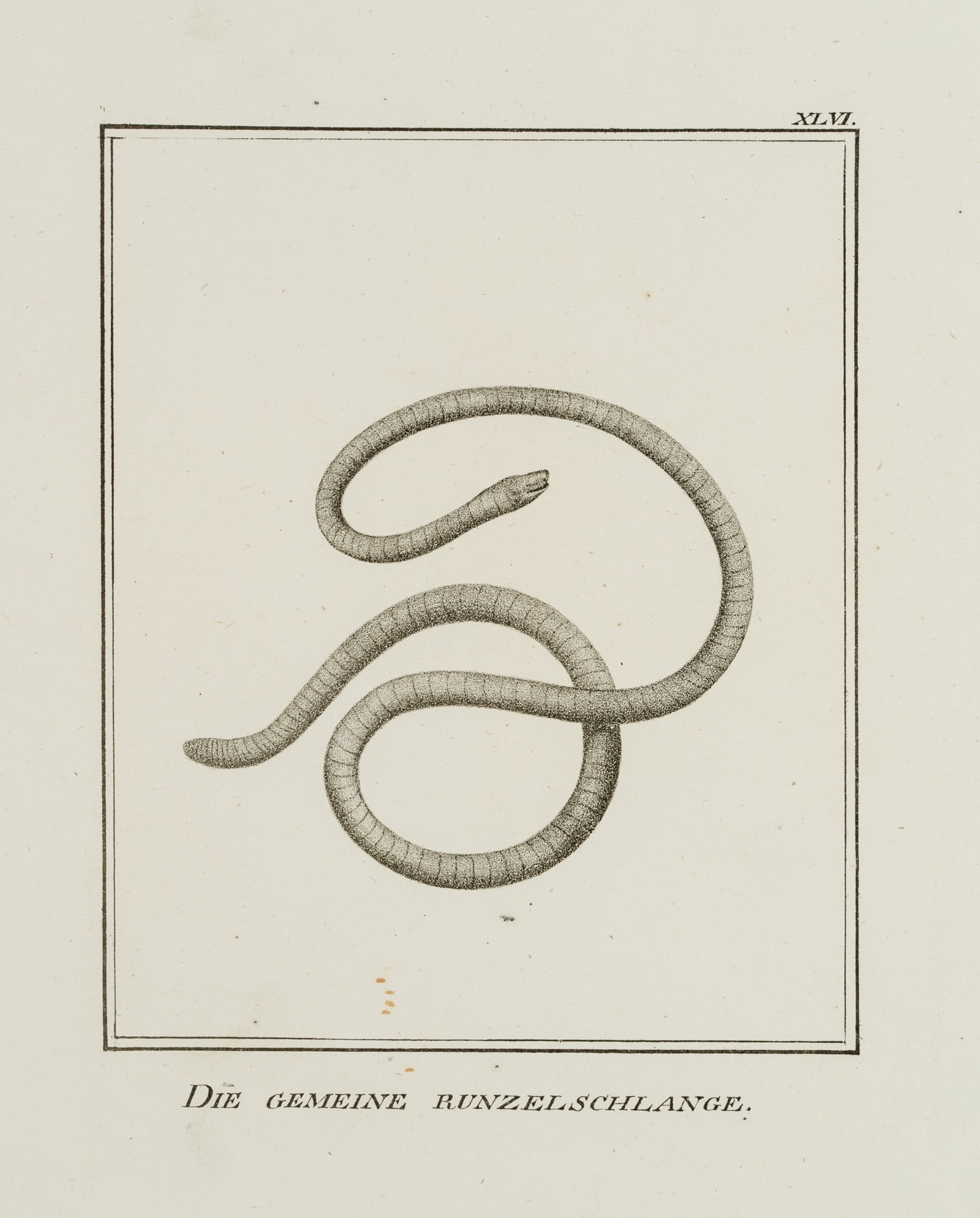 JUNGERMAN (19th), The Common Wrinkled Snake, Lithography: Jungerman (19th century): The common wrinkled snake Animal representation, 19th century, Lithography Technique: Lithography on Paper Inscription: Titled below the image, numbered at upper right: "XLVI