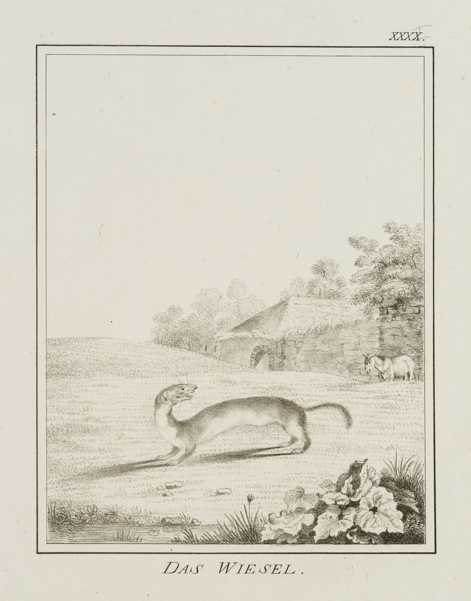 JUNGERMAN (19th), The weasel, the marten, Lithography: Jungerman (19th century): "The Weasel", Landscape, Nature, 19th century, Lithography Technique: Lithography on Paper Inscription: Titled below the image, numbered at upper right: "XXXX".The sheet come