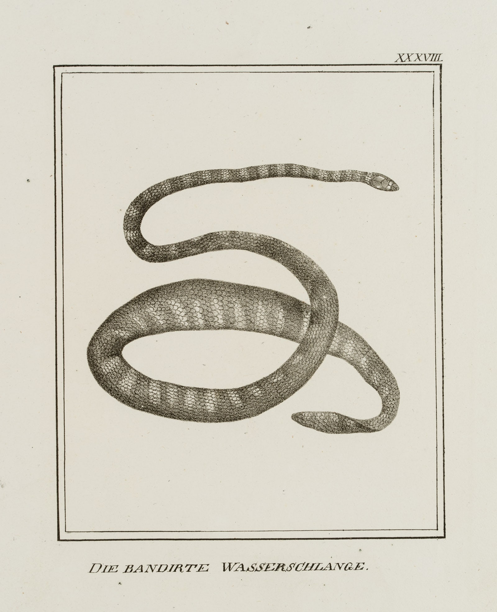 JUNGERMAN (19th), The Banded Water Snake, Lithography: Jungerman (19th century): "The Banded Water Snake", Reptiles, 19th century, Lithography Technique: Lithography on Paper Inscription: Titled below the image, numbered at upper right: "XXXVIIL".The shee