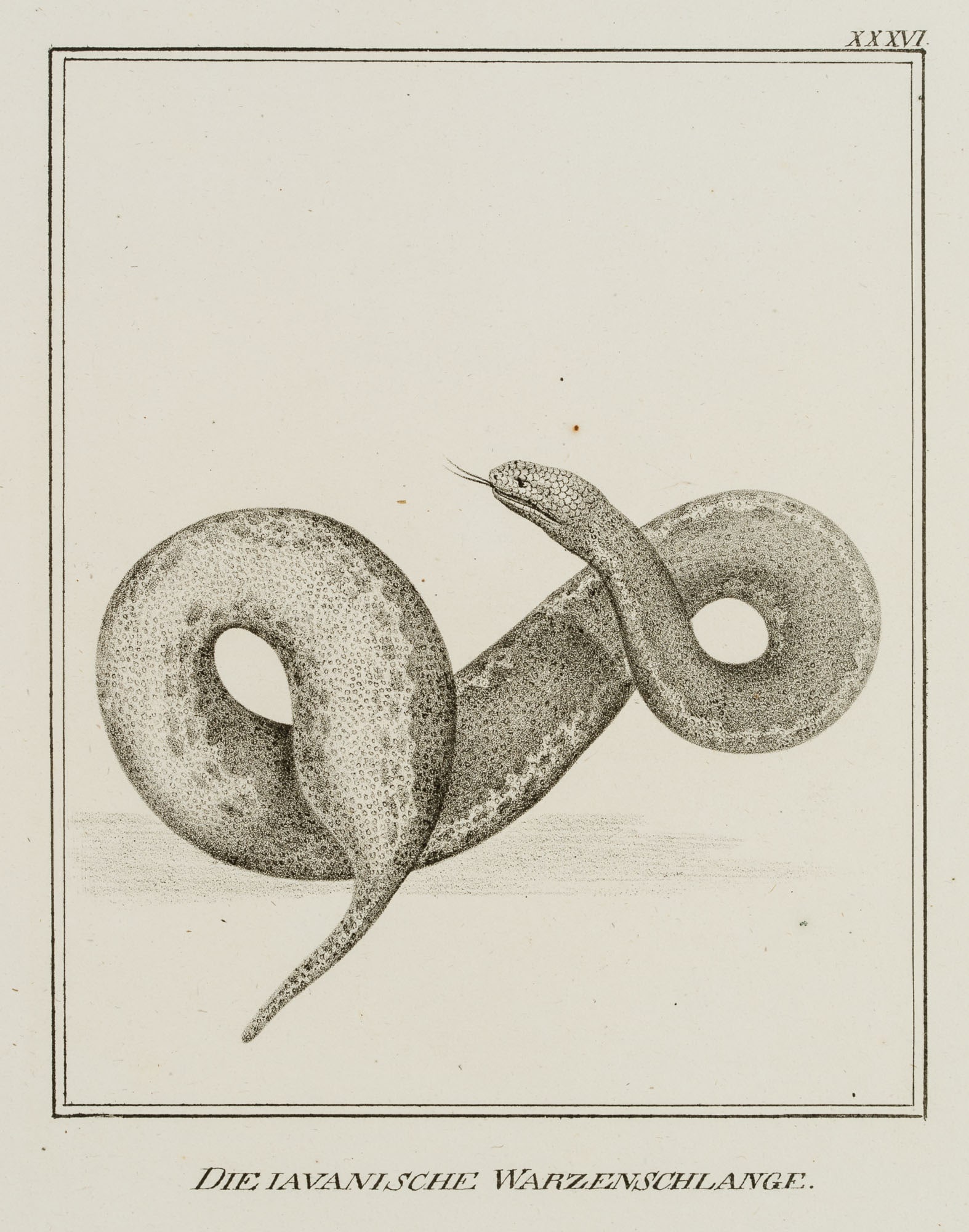 JUNGERMAN (19th), The Javanese wart snake, Lithography: Jungerman (19th century): "The Javanese Wartsnake", Reptiles, 19th century, Lithography Technique: Lithography on Paper Inscription: Titled below the image, numbered at upper right: "XXXVI".The sheet 