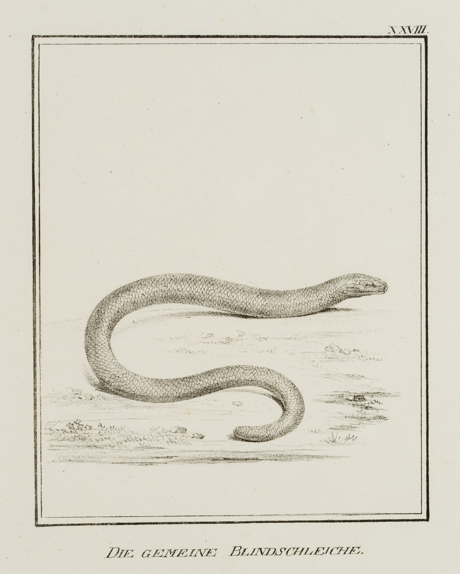 JUNGERMAN (19th), Common slow worm, reptiles, Lithography: Jungerman (19th century): "The common slow worm", lizards, reptiles, 19th century, Lithography Technique: Lithography on Paper Inscription: Titled below the image, numbered at upper right: "XXVIII.".T