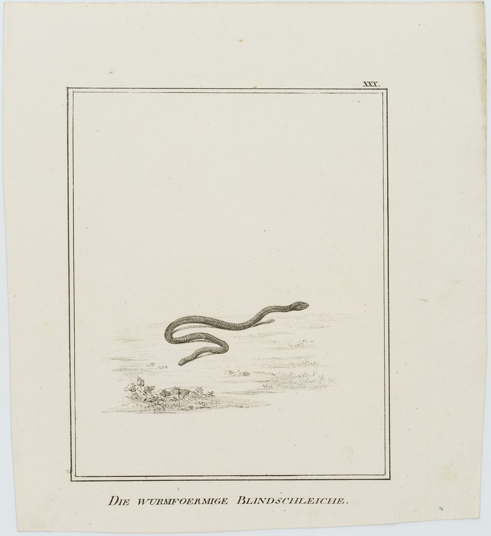 JUNGERMAN (19th), The worm-shaped slow worm, Lithography: Jungerman (19th century): "The wormy slow worm", lizards, reptiles, 19th century, Lithography Technique: Lithography on Paper Inscription: Titled below the image, numbered in the upper right corner: "