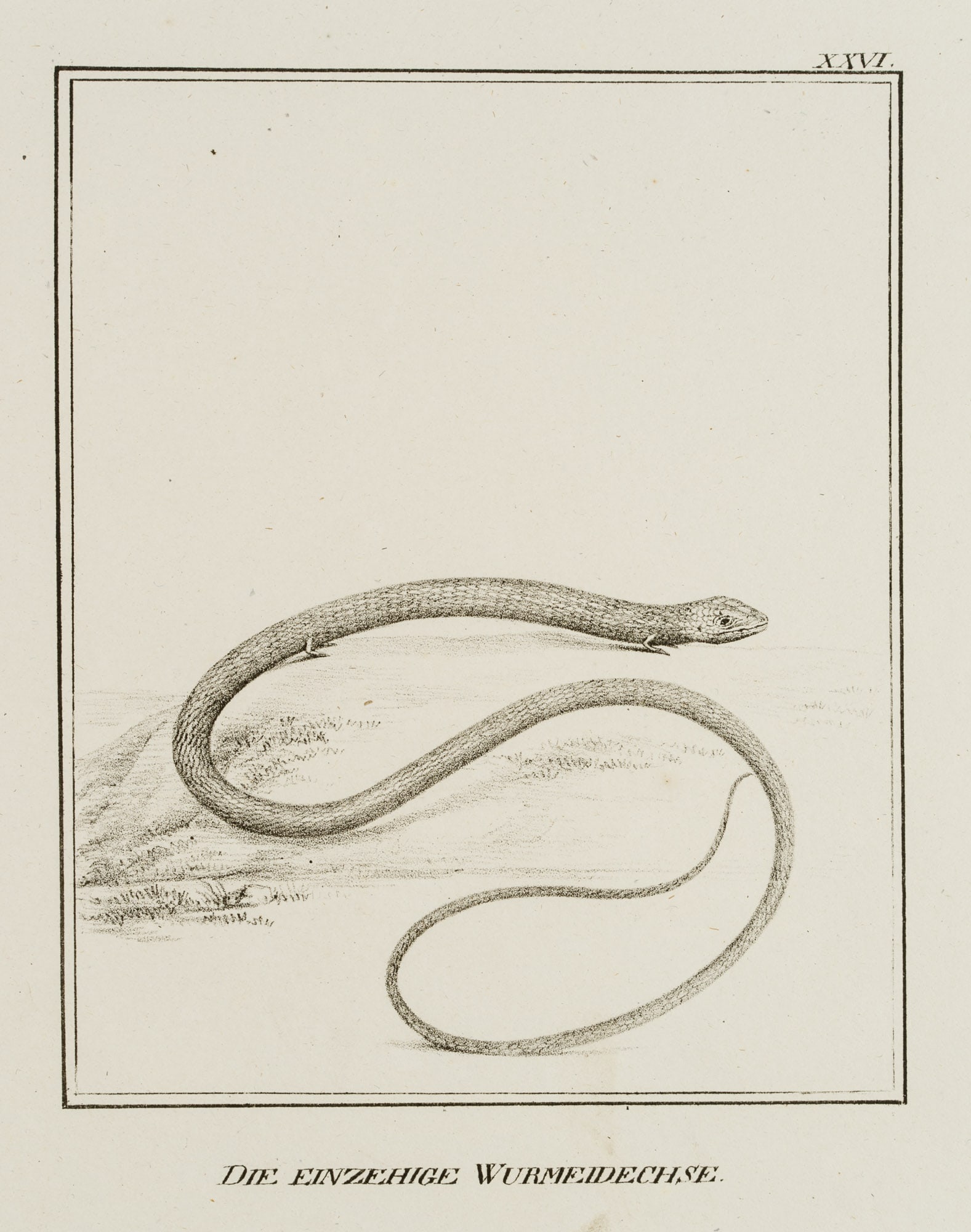 JUNGERMAN (19th), Single-toed worm lizard, reptiles, Lithography: Jungerman (19th century): "The One-Way Worm Lizard", Reptiles, Natural History Illustration, 19th century, Lithography Technique: Lithography on Paper Inscription: Titled below the image, numbered at 