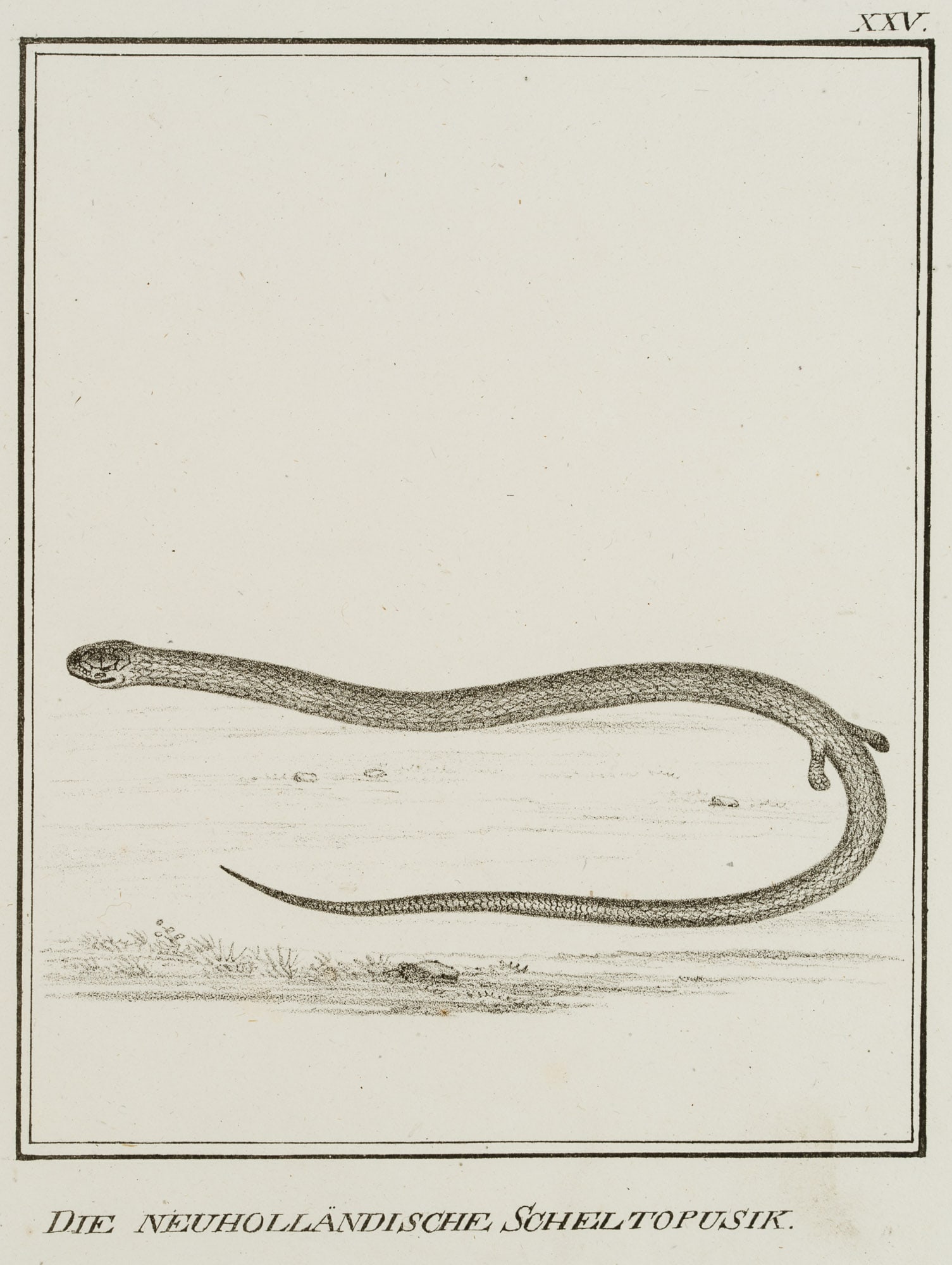 JUNGERMAN (19th), New Dutch Scheltopusik, Lizards, Lithography (1 of 4)