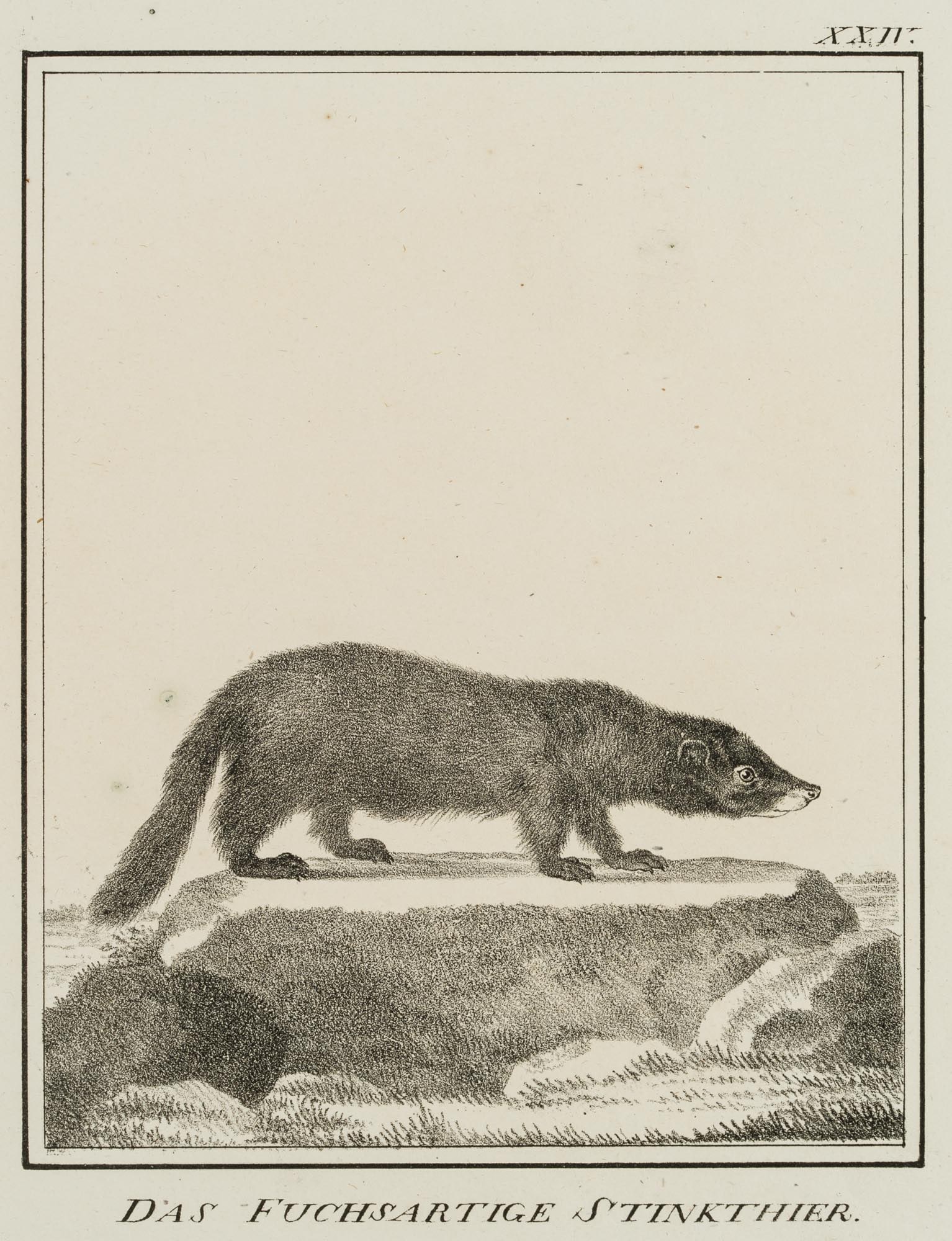 JUNGERMAN (19th), The fox-like skunk, Lithography: Jungerman (19th century): "The foxy skunk", Natural History Illustration, 19th century, Lithography Technique: Lithography on Paper Inscription: Titled below the image, numbered at upper right: "XXV. 
