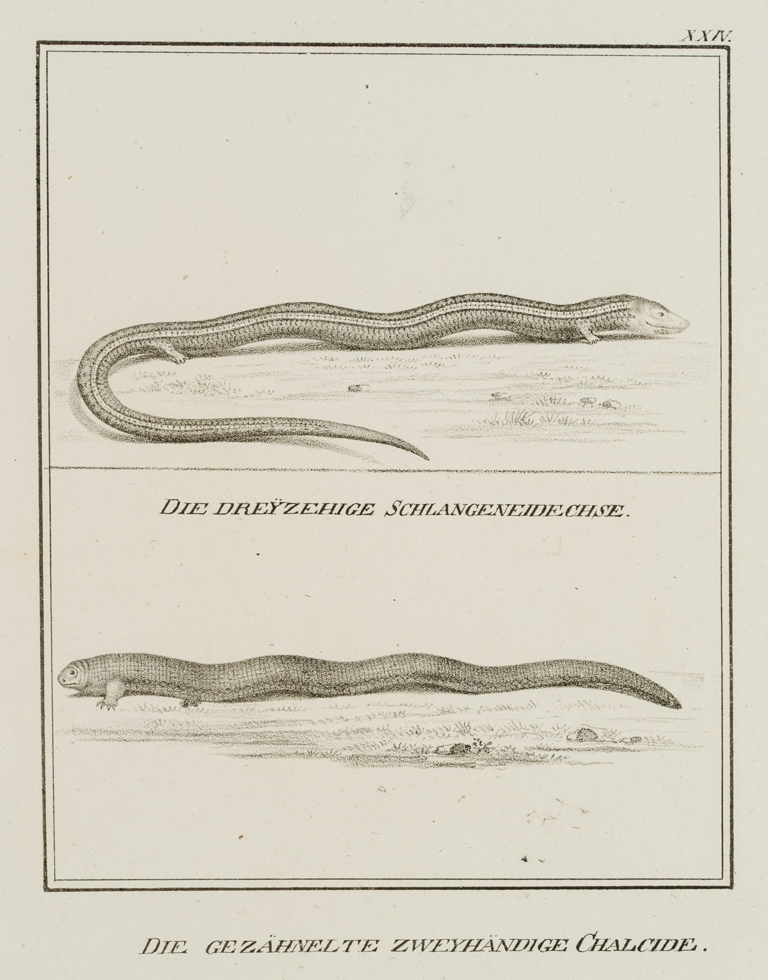 JUNGERMAN (19th), The three-toed snake lizard, Lithography (1 of 4)