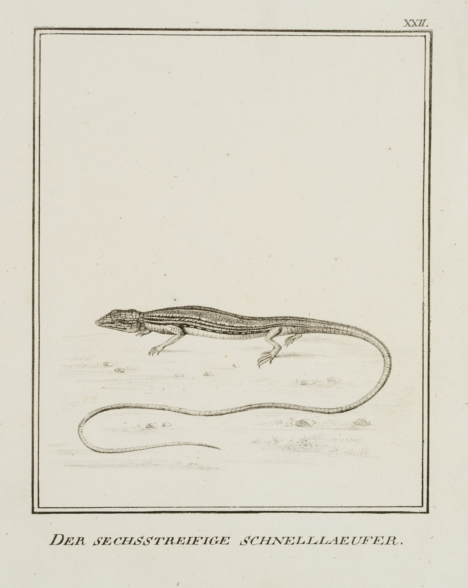 JUNGERMAN (19th), Six-striped sprinters, lizards, Lithography: Jungerman (19th century): "The six-striped swift lizard", Lizards, Natural History Illustration, 19th century, Lithography Technique: Lithography on Paper Inscription: Titled below the image, numbered