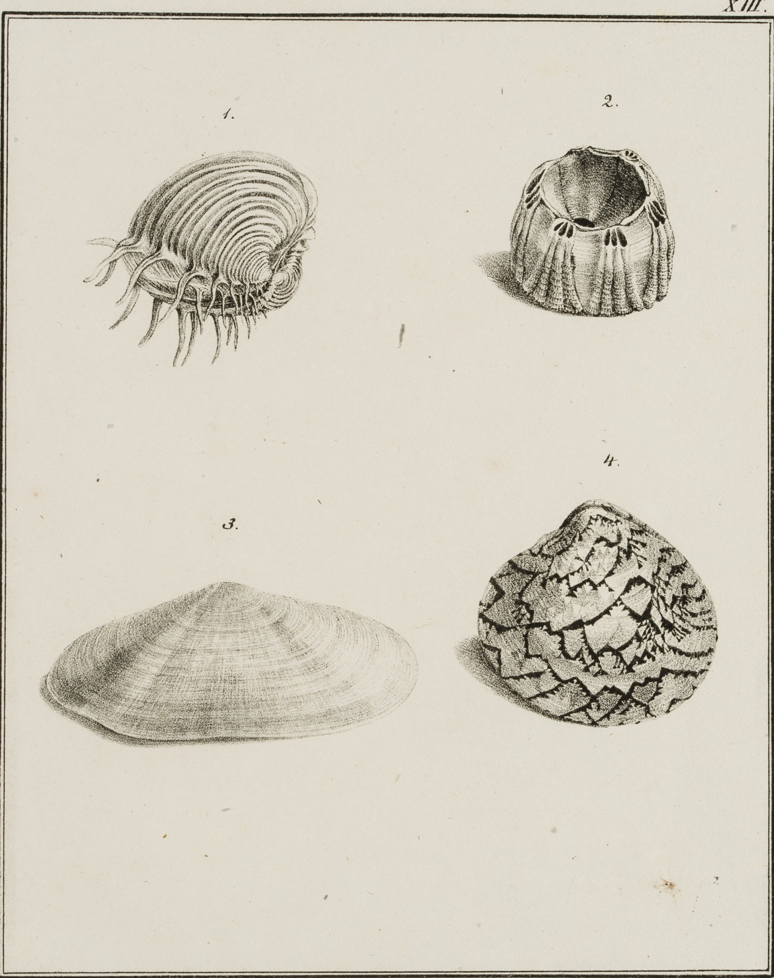 JUNGERMAN (19th), Cockle, sea tulip, lake Venus, Lithography: Jungerman (19th century): Four illustrations, "1 the eighth clam", "2 the sea tulip", "3 the red sunbeam", "4 the lagervenus", 19th century, Lithography Technique: Lithography on Paper Inscription: Ty