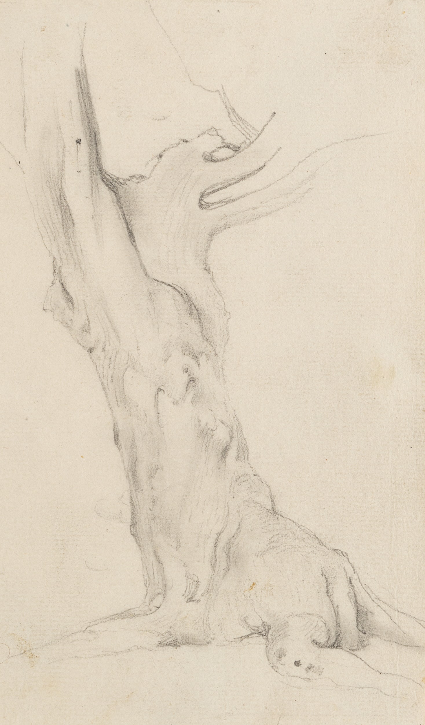 P. BECKER (1828-1904), A tree trunk with roots growing into it, Pencil: Peter Becker (1828 Frankfurt on the Main - 1904 ): Overgrown tree trunk with bare branches, 19th century, Pencil Technique: Pencil on Paper Date: 19th century Keywords: Tree; Nature; Gnarled; Bald; Wi