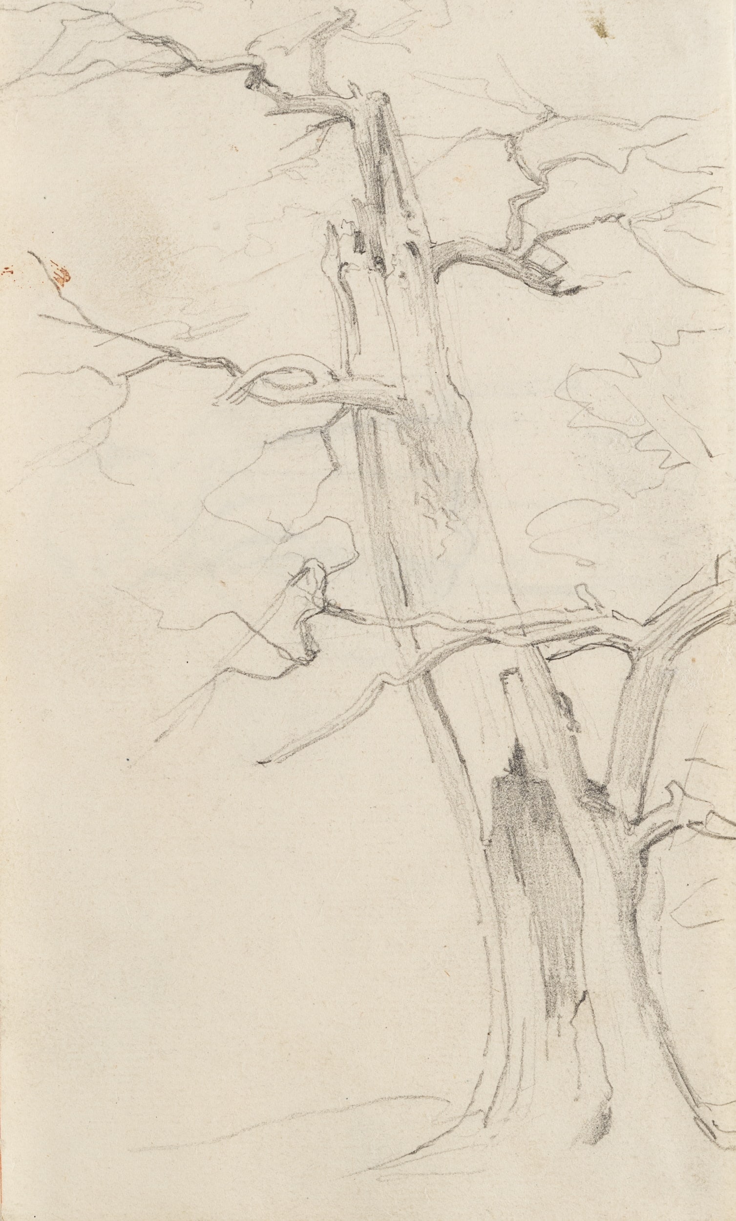 P. BECKER (1828-1904), Hollow tree, Pencil (1 of 5)