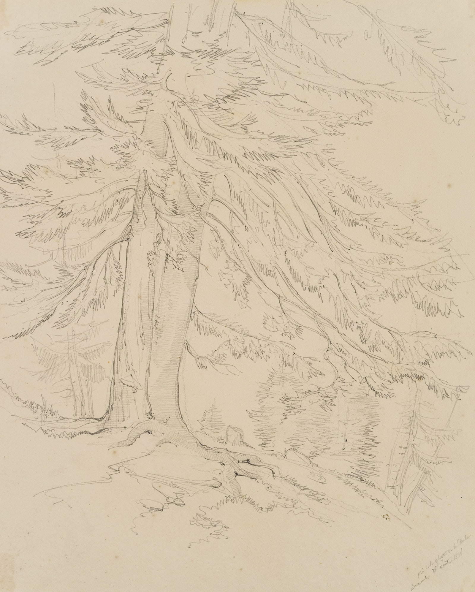 E. BRETENIÈRES (*1804), Spruce in the Dalatal valley near Leuk, Switzerland, 1838, Pencil: Edmond de Bretenières (1804 Dijon - 1882 ibid.): Tree study, Spruces in the Dala valley near Leuk in the canton of Valais, Loéche, Leigg, Journey to Switzerland, Sketchbook, 1838, Pencil Tec