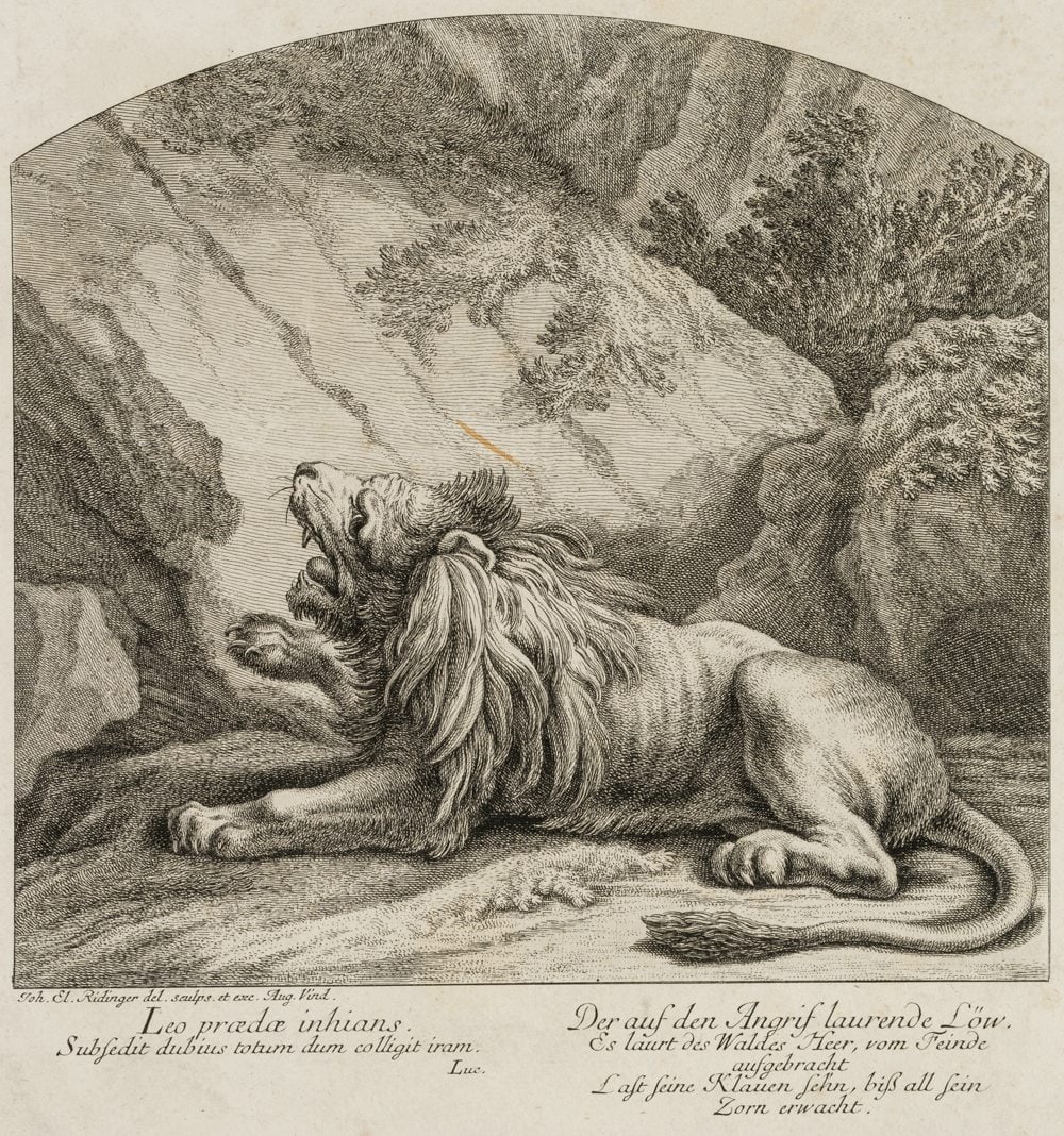 J. RIDINGER (1698-1767), The lurking lion, around 1760, Etching: Johann Elias Ridinger (1698 Ulm - 1767 Augsburg): The lurking lion, c. 1760, Etching Technique: Etching on Paper Catalogue Raisonné: , 520 Inscription: Signed and inscribed below in the printing 