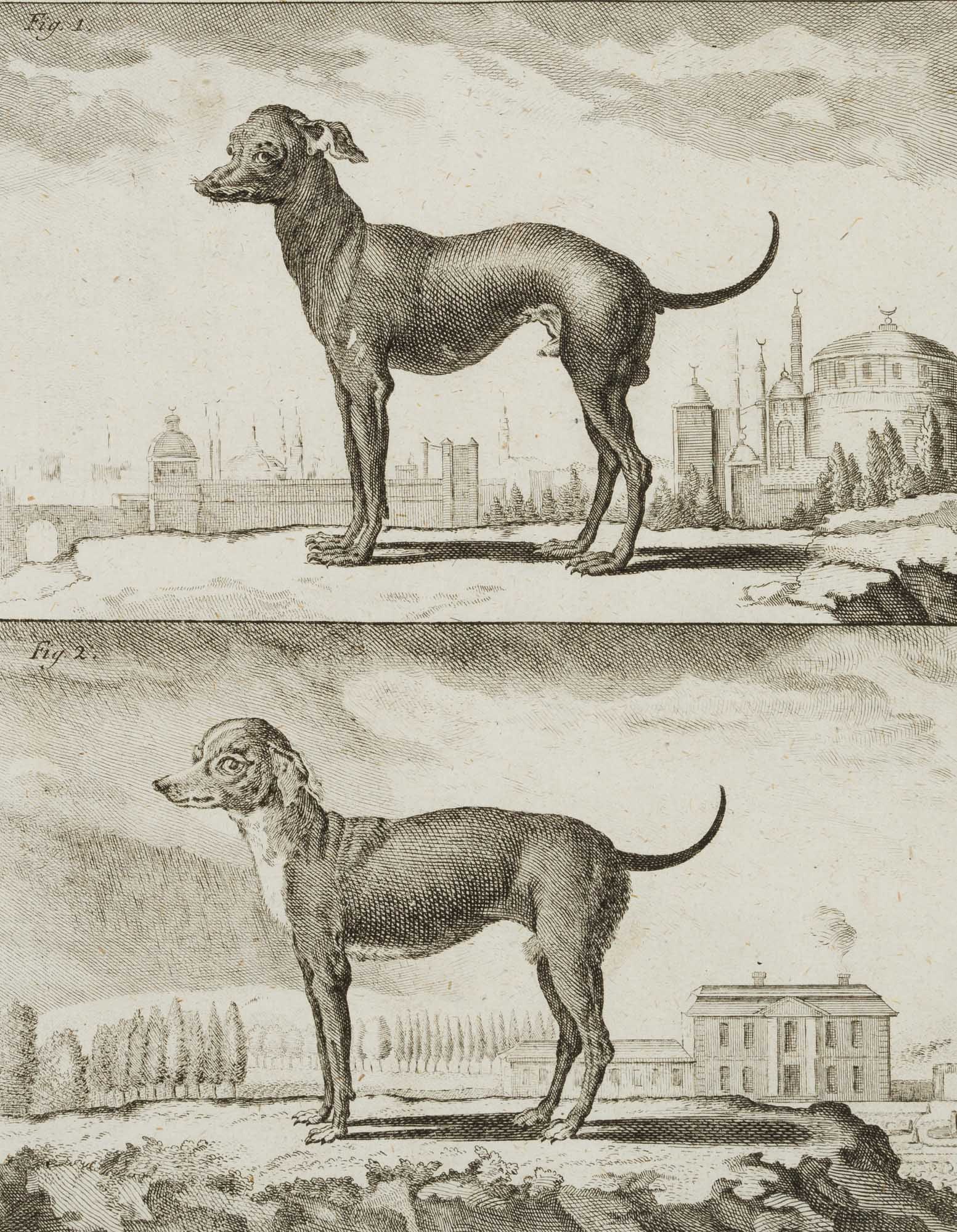 F. ROLFFSEN (1719-1802), A Turkish dog, Copper engraving: Franz Nikolaus Rolffsen (around 1719 - 1802 ibid.): A Turkish dog, 18th century, Copper engraving Technique: Copper engraving on Paper Inscription: Signed below the image on the right. Inscribed in th