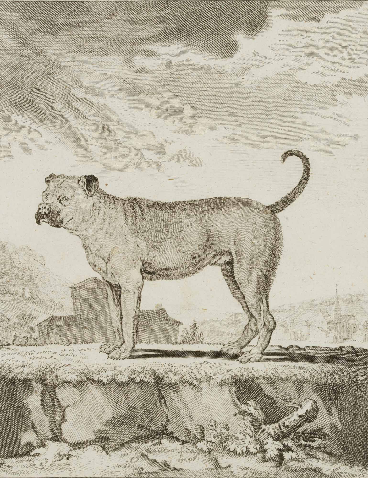 F. ROLFFSEN (1719-1802), Bullenbeißer. Portrait of a dog, Copper engraving: Franz Nikolaus Rolffsen (around 1719 - 1802 ibid.): Bullenbeißer. Portrait of a dog, 18th century, Copper engraving Technique: Copper engraving on Paper Inscription: At the top left the sheet bea