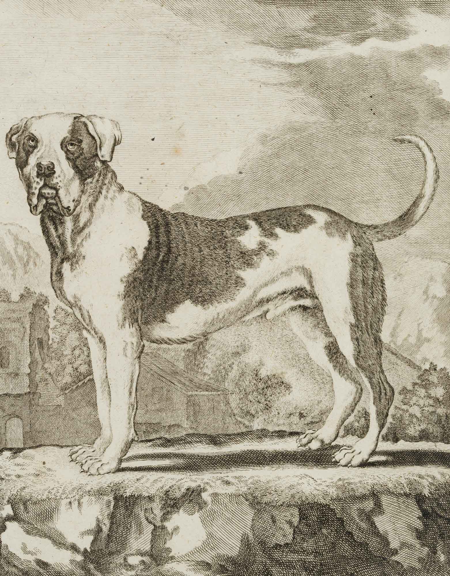 F. ROLFFSEN (1719-1802), Great Dane, Copper engraving: Franz Nikolaus Rolffsen (around 1719 - 1802 ibid.): Great Dane, 18th century, Copper engraving Technique: Copper engraving on Paper Inscription: At the top left the sheet bears the number: Taf. 45". D