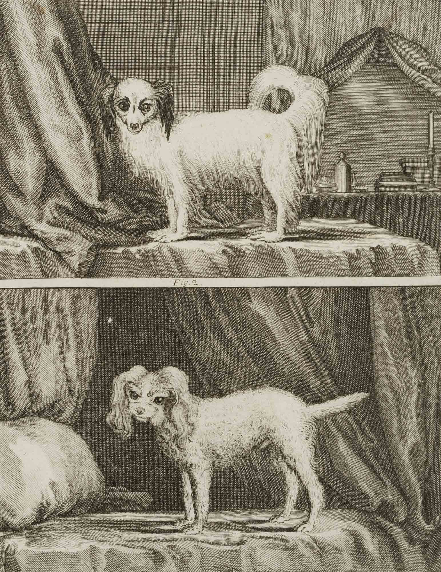 J. SÈVE (1742-1788), Spanish Poodle, Copper engraving (1 of 4)