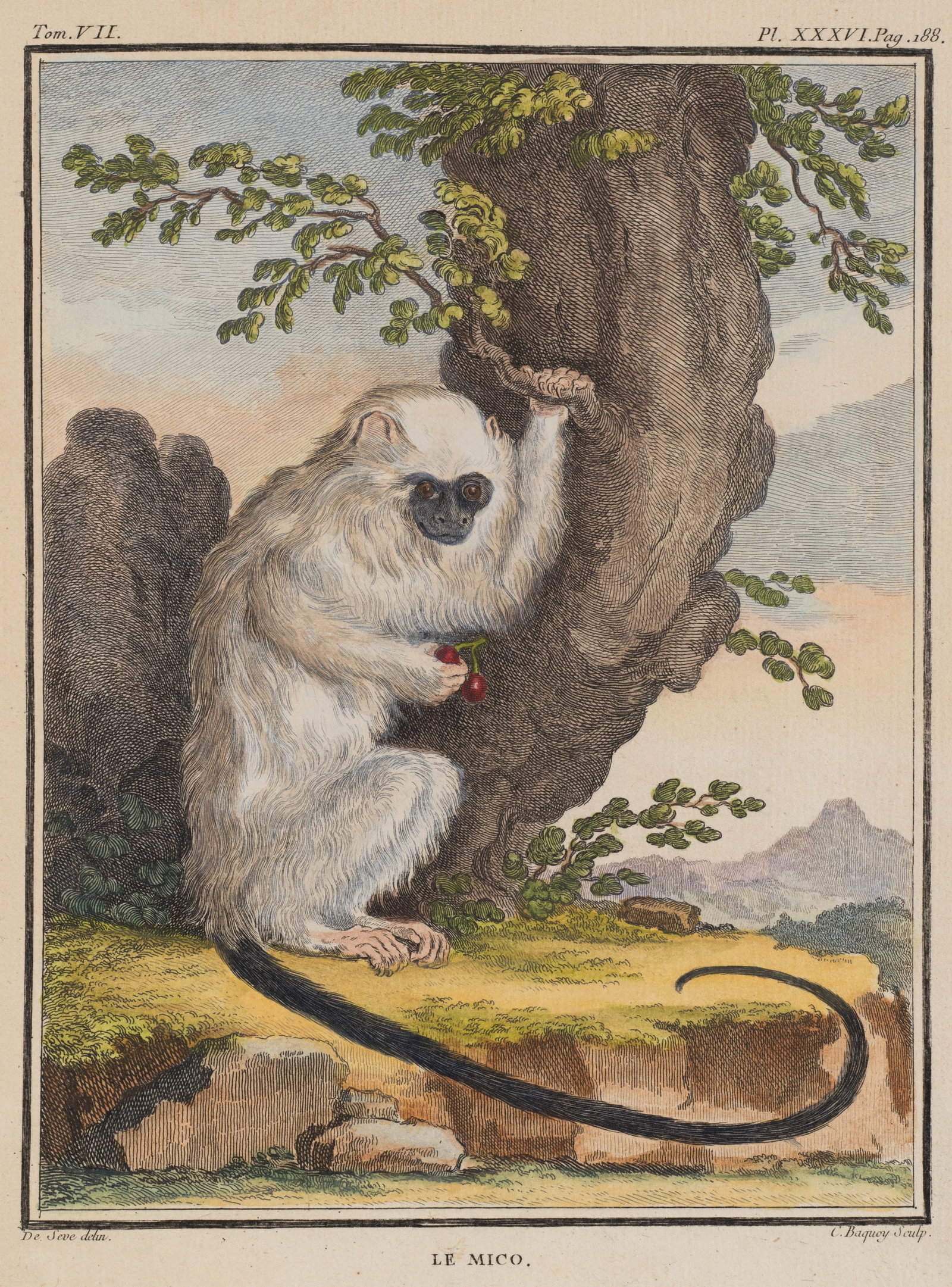 J. BAQUOY (*1721) after SÈVE (*1742), Le Mico. Little monkey with cherries, Copper engraving (1 of 5)