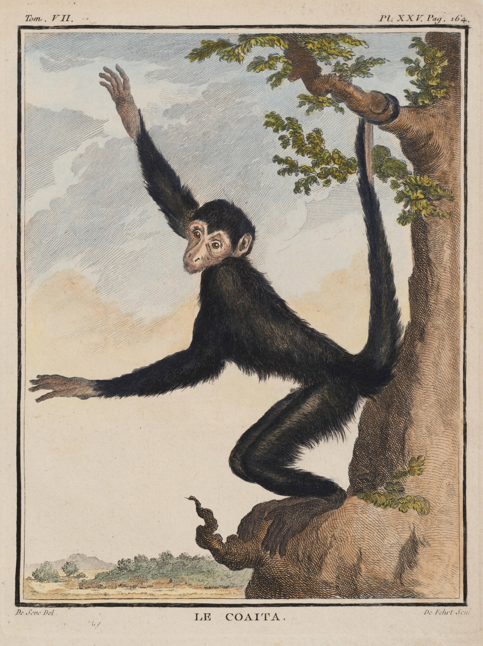 C. FEHRT (18th) after SÈVE (*1742), Le Coaita. At sign, Copper engraving: Carl de Fehrt (18th century) after Jacques de Sève (1742 - 1788 ): Le Coaita Spider monkey Le Coaita, natural history depiction of a monkey on a tree, 18th century, Copper engraving Technique: Ha