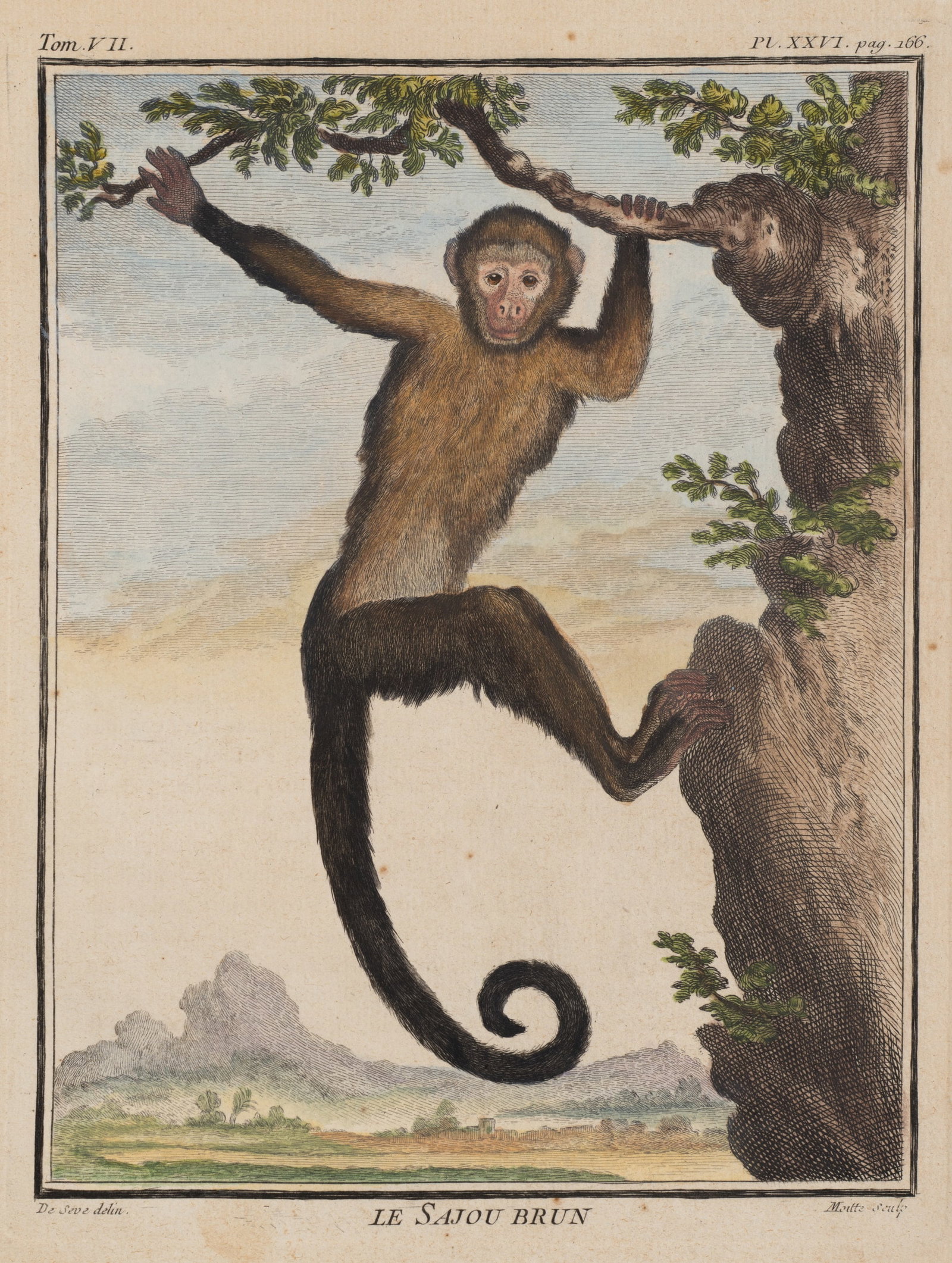 J. MOITTE (*1746) after SÈVE (*1742), Le Sajou Brun. Capuchin monkey, Copper engraving (1 of 5)
