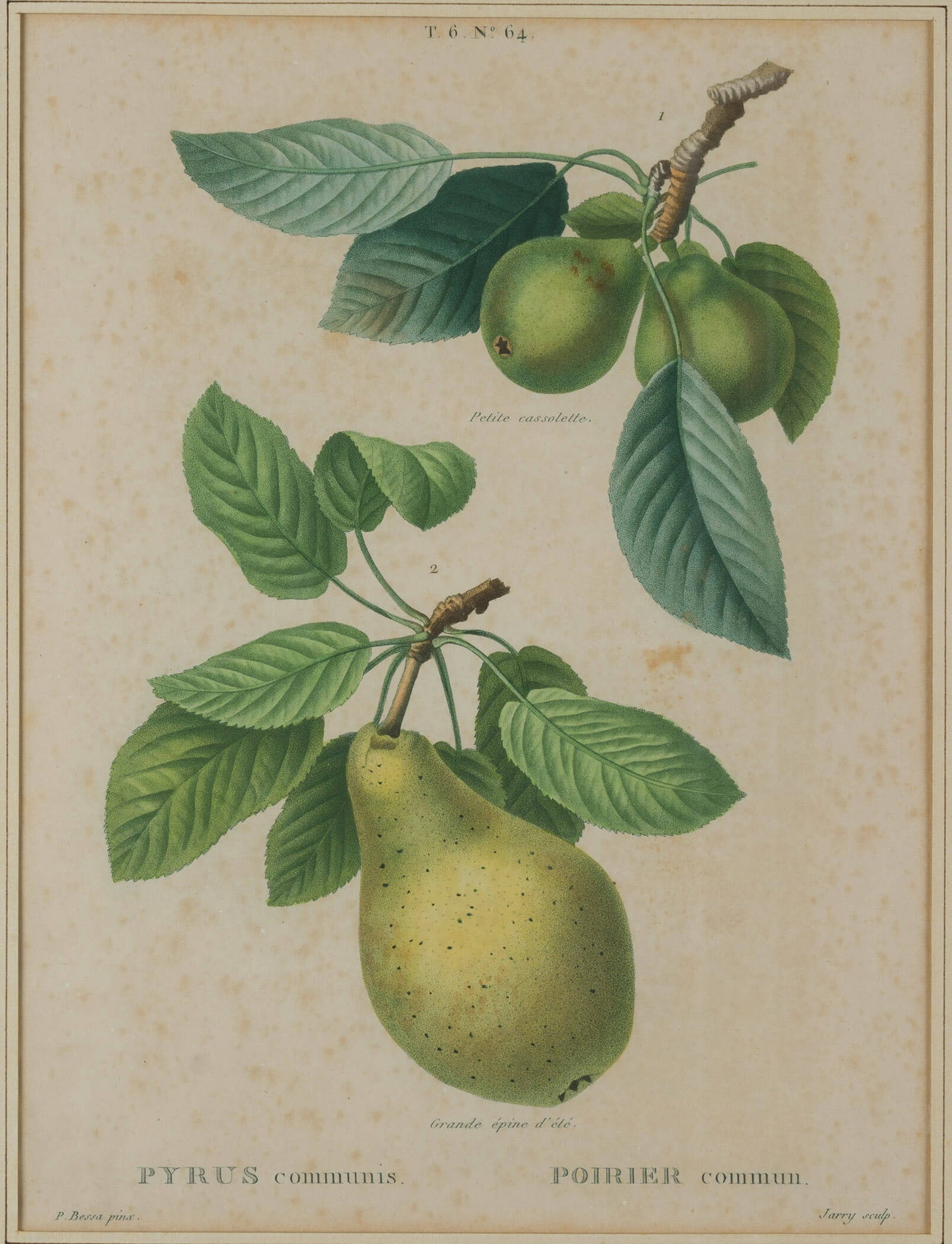 Jarry (19th) after BESSA (*1772), Botanical illustration of a pear, Stipple engraving (1 of 4)