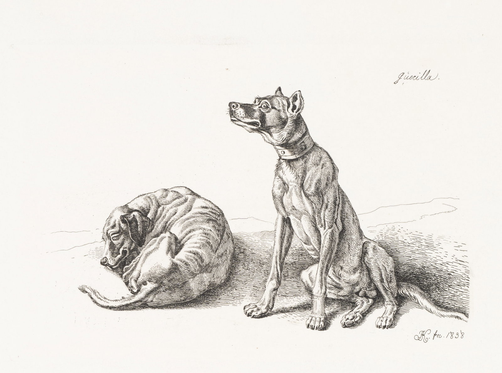 J. KLEIN (1792-1875), Two hunting dogs, Guerilla, 1898, Etching (1 of 5)