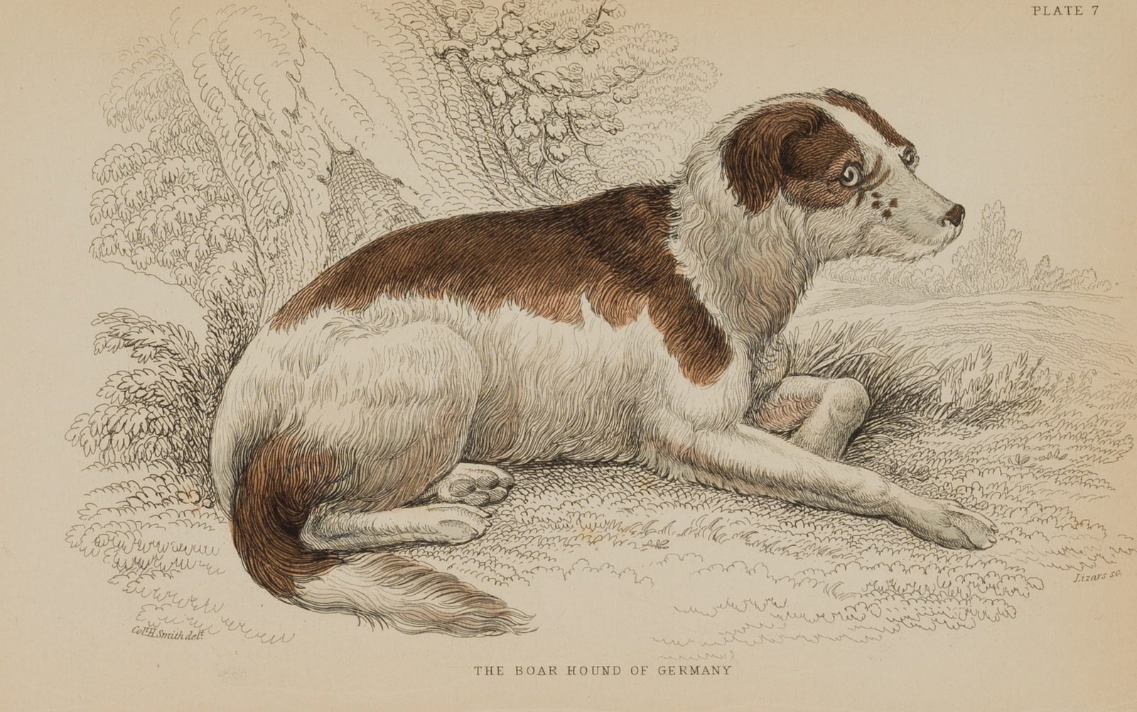 W. LIZARS (*1788) after SMITH (19th), The German Boar Hound, 1848, Steel engraving (1 of 4)