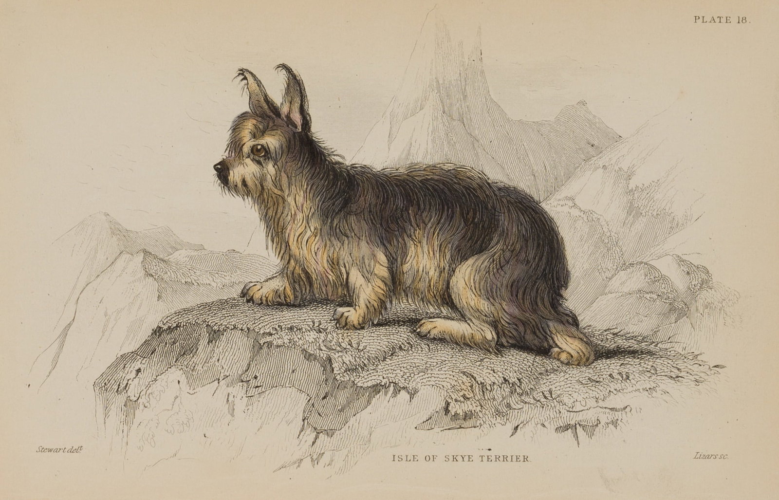 W. LIZARS (*1788) after STEWART (*1779), Ilse, a Skye Terrier, 1843, Steel engraving (1 of 4)