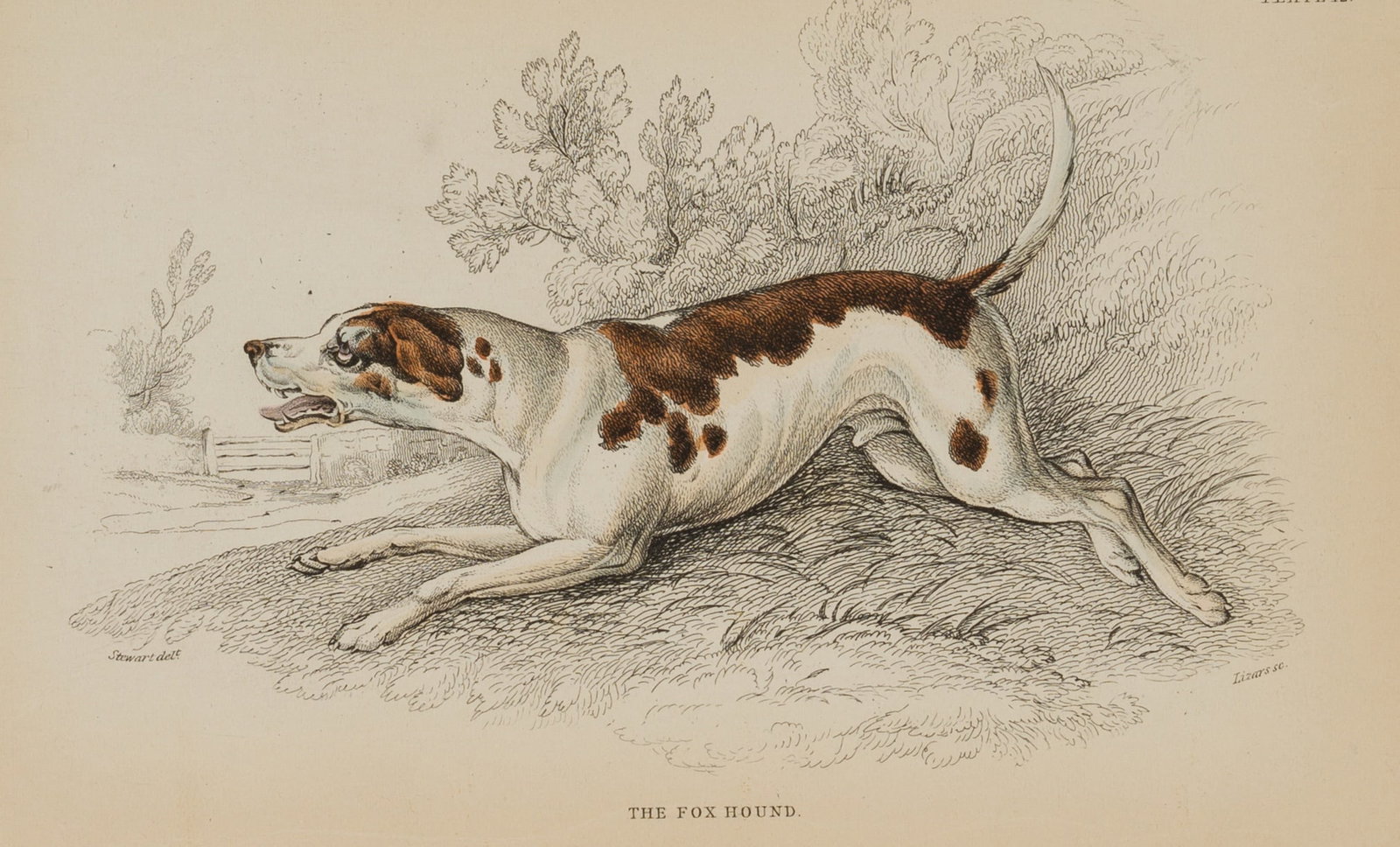 W. LIZARS (*1788) after STEWART (*1779), The Fox Hound, 1848, Steel engraving: William Home Lizars (1788 Edinburgh - 1859 Jedburgh) after Sir John James Stewart (1779 - 1849 ): The Fox Hound during the hunt, 1848, Steel engraving Technique: Hand colored Steel engraving on Paper 
