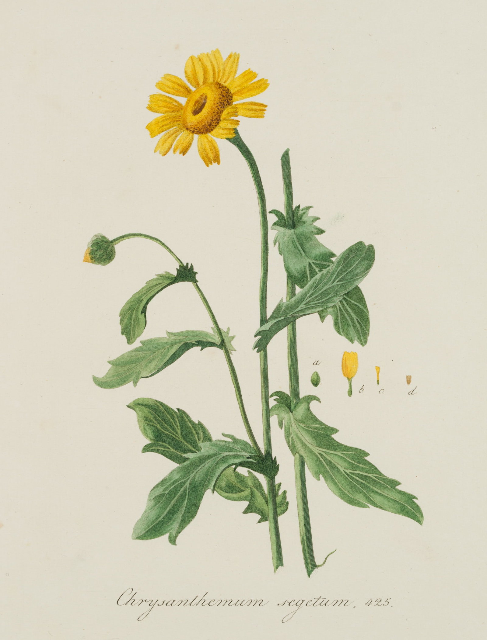 Unknown (19th), Chrysanthemum segetum, botanical illustration., around 1832, Copper engraving (1 of 4)