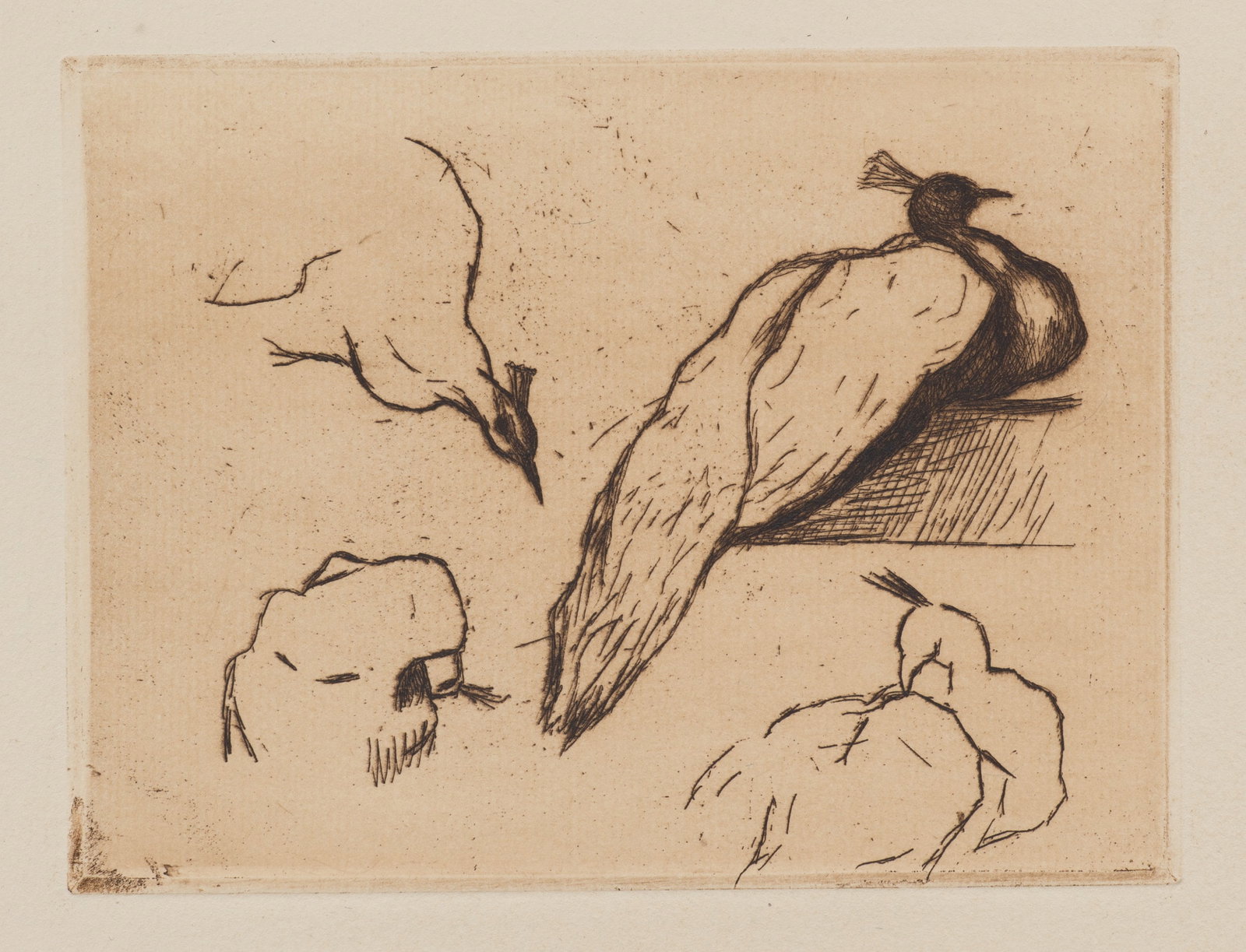 R. VOORTMAN (19,20th), Peacock study on a balustrade, Etching (1 of 5)